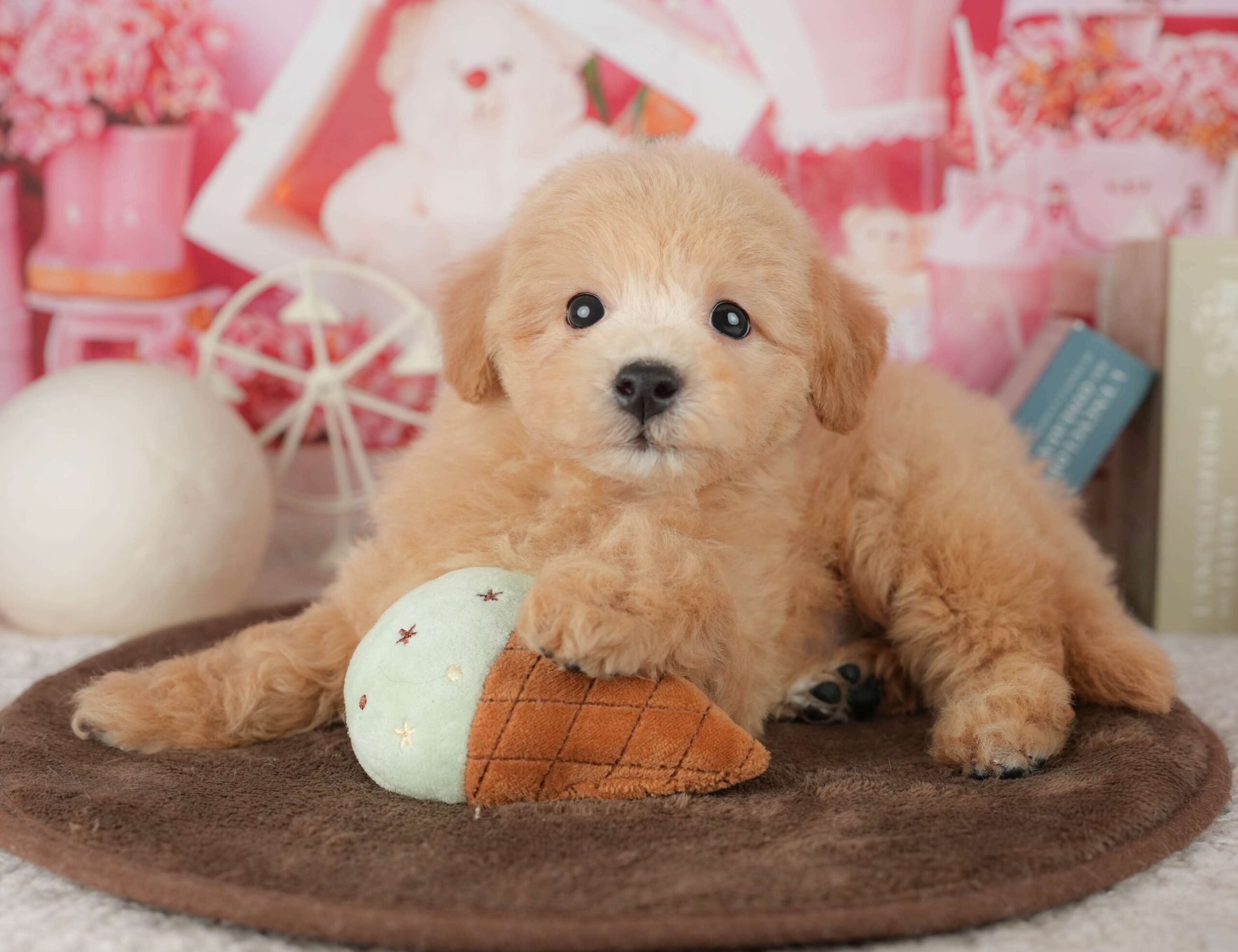 ビションプー | 男の子 | レッド | 2026年1月25日