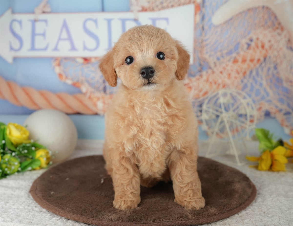 ビションプー | 女の子 | レッド | 2026年1月25日（ID:dog-200015316）