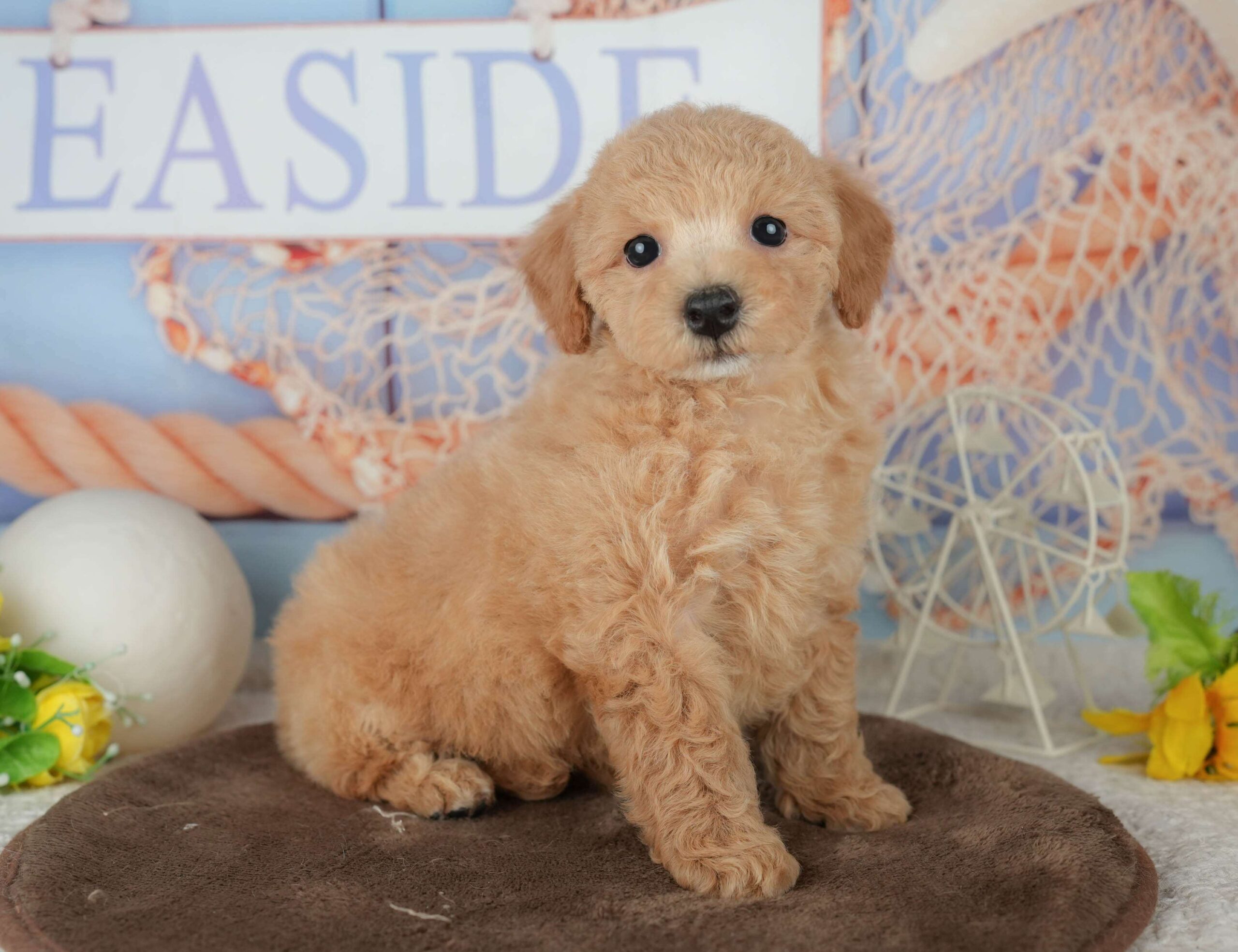 ビションプー | 女の子 | レッド | 2026年1月25日