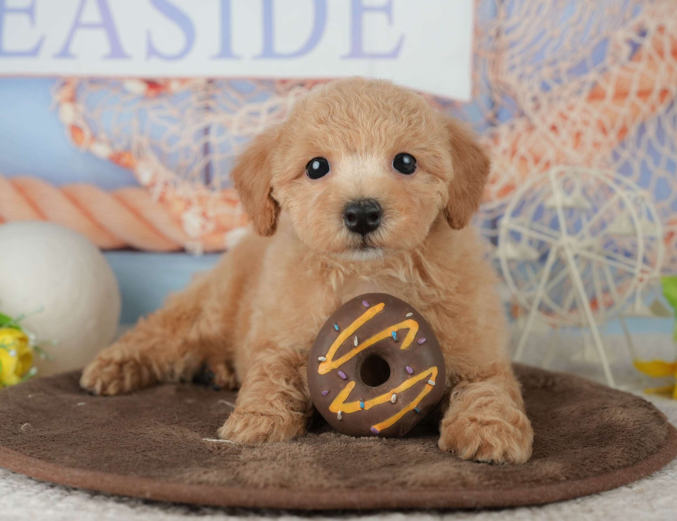 ビションプー | 女の子 | レッド | 2026年1月25日