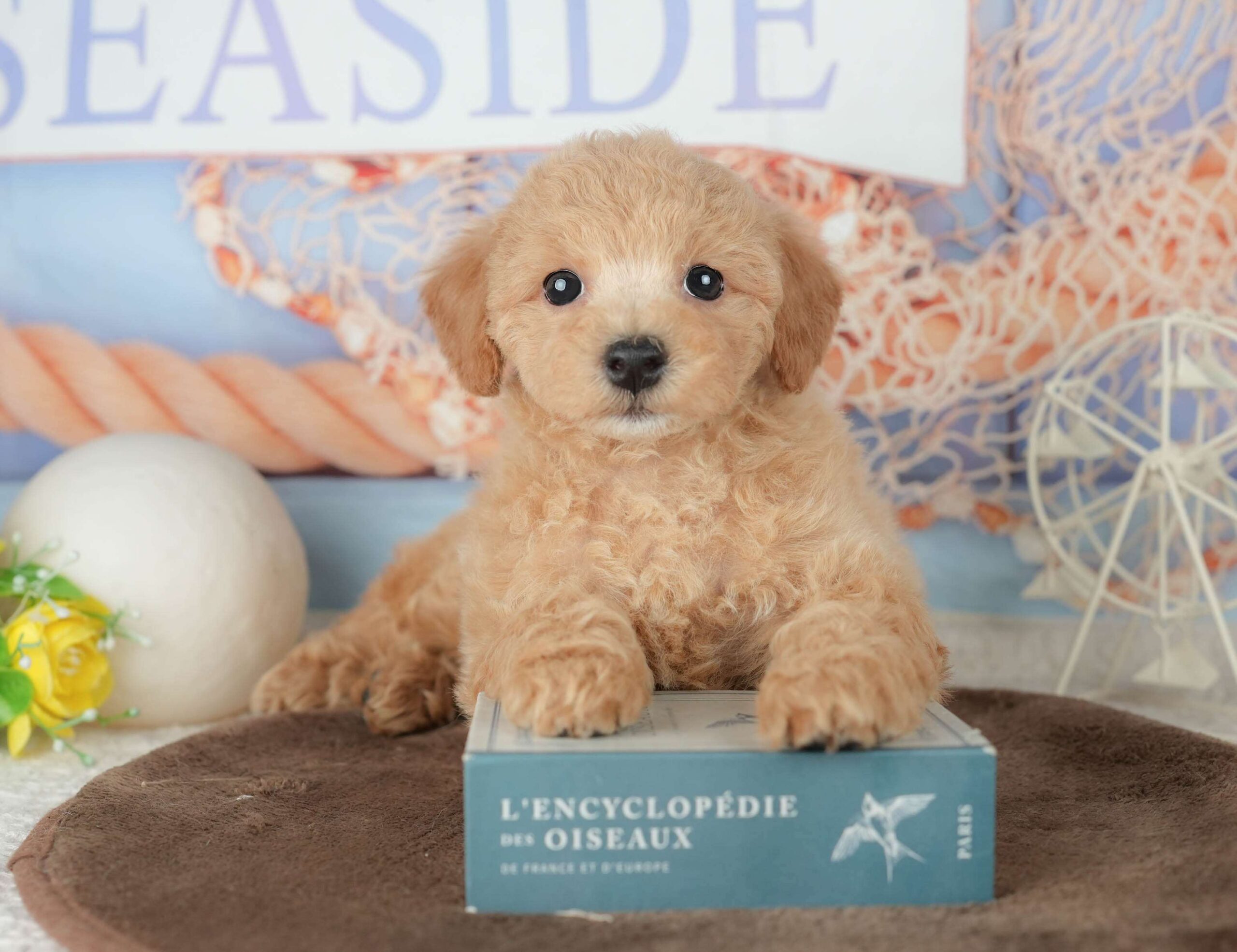 ビションプー | 女の子 | レッド | 2026年1月25日