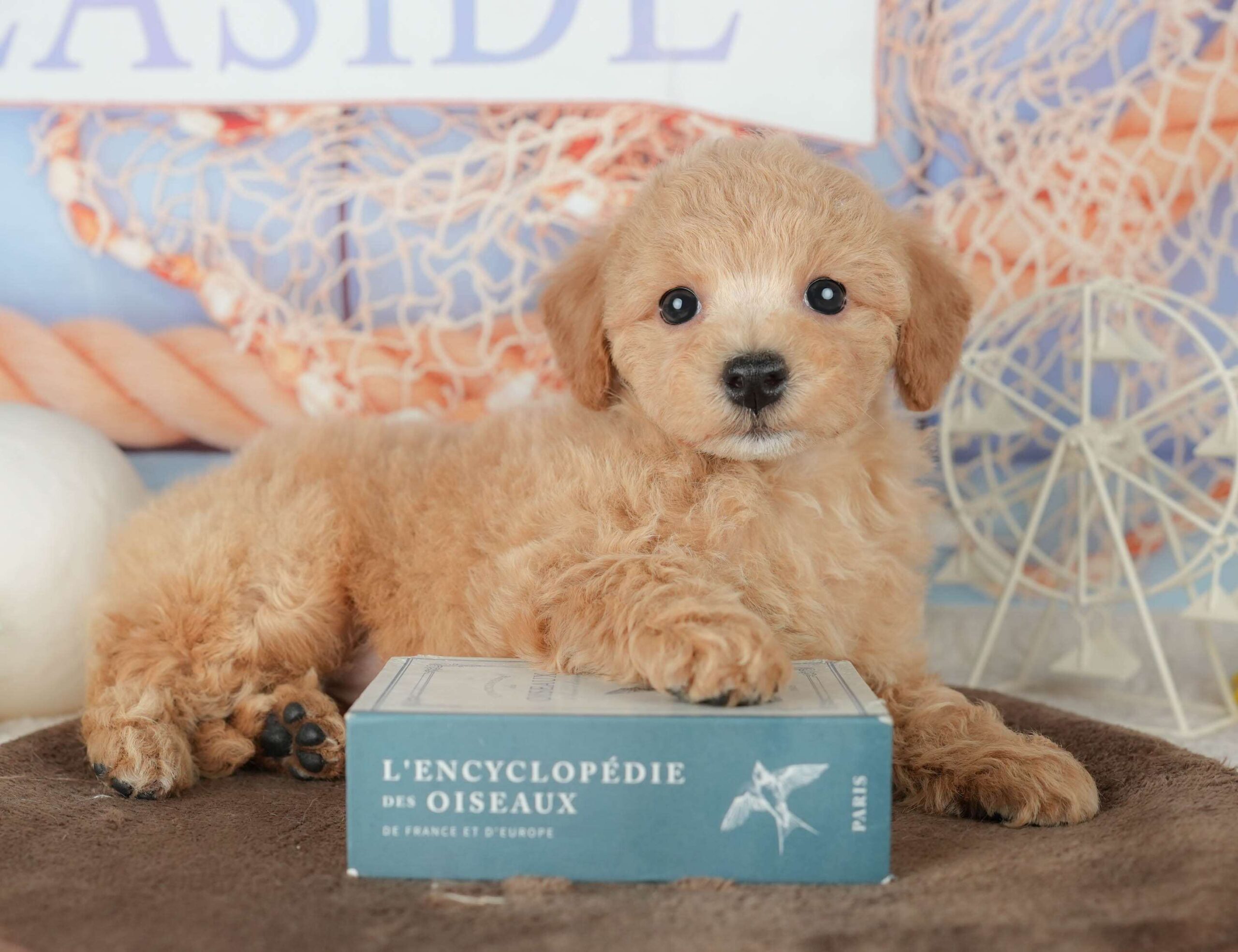 ビションプー | 女の子 | レッド | 2026年1月25日