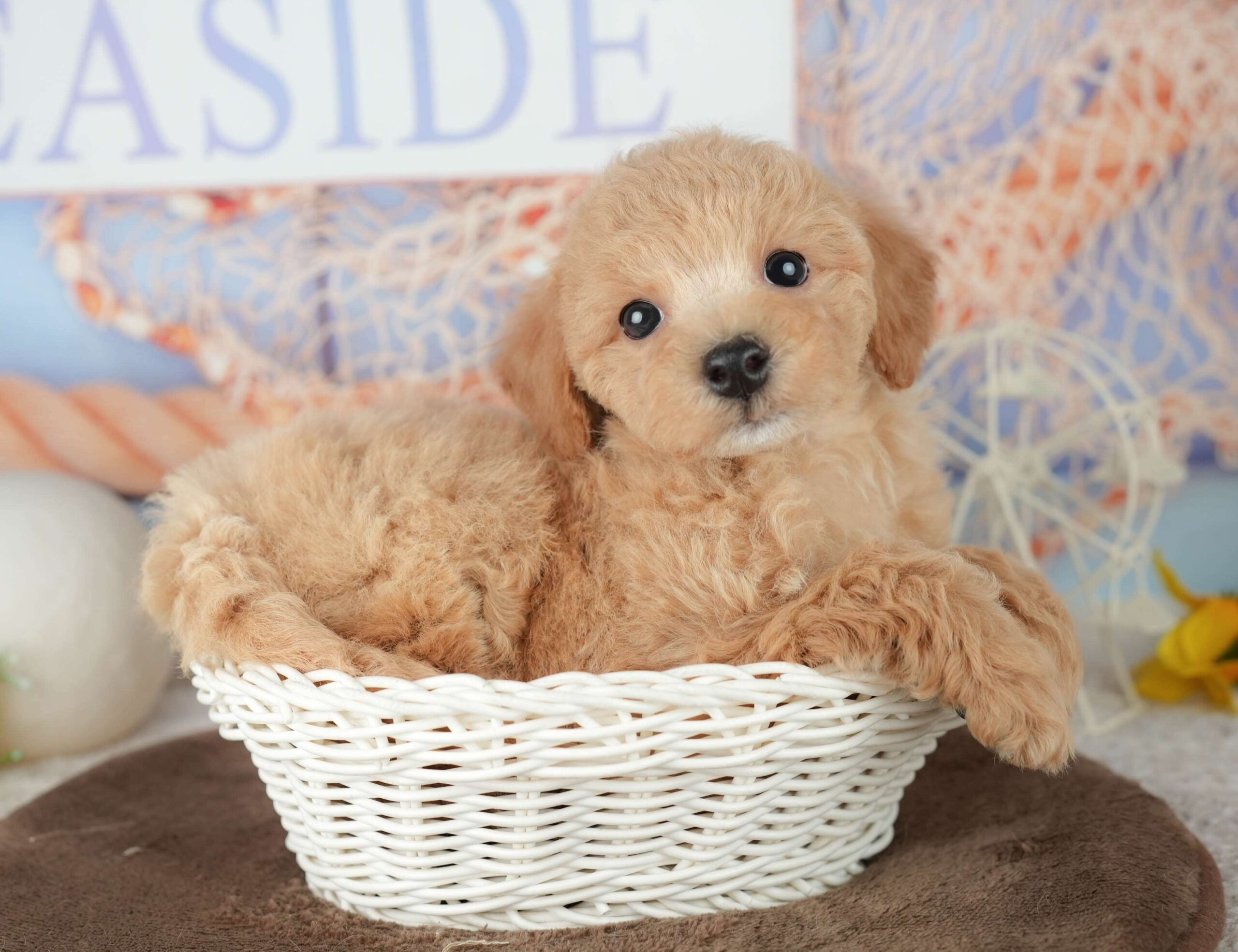 ビションプー | 女の子 | レッド | 2026年1月25日