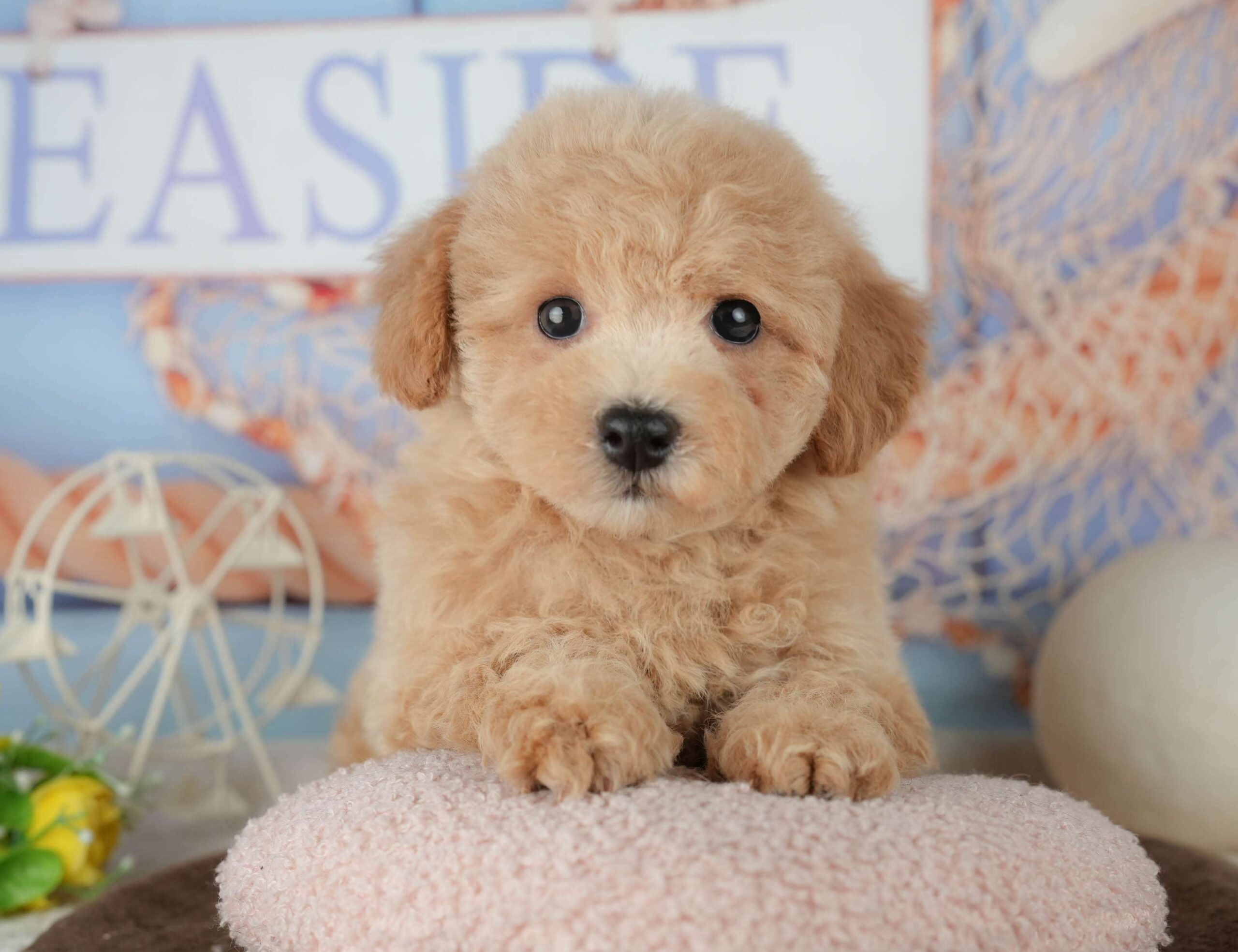 ビションプー | 女の子 | レッド | 2026年1月25日