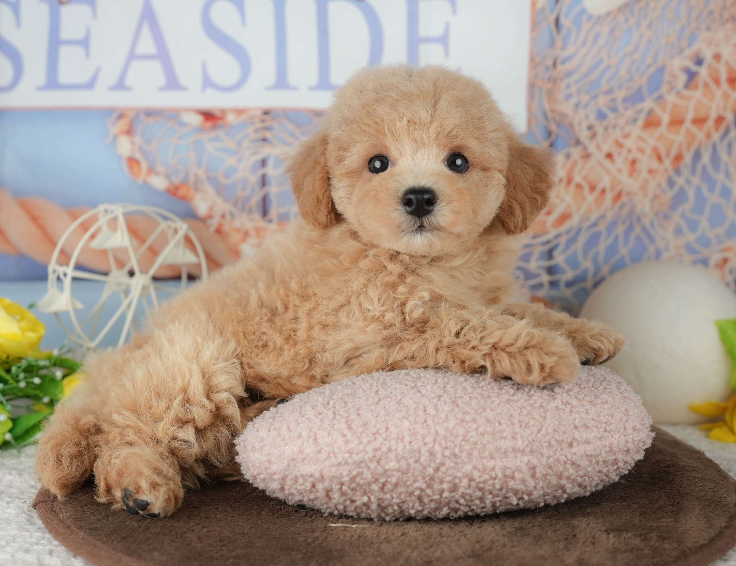 ビションプー | 女の子 | レッド | 2026年1月25日