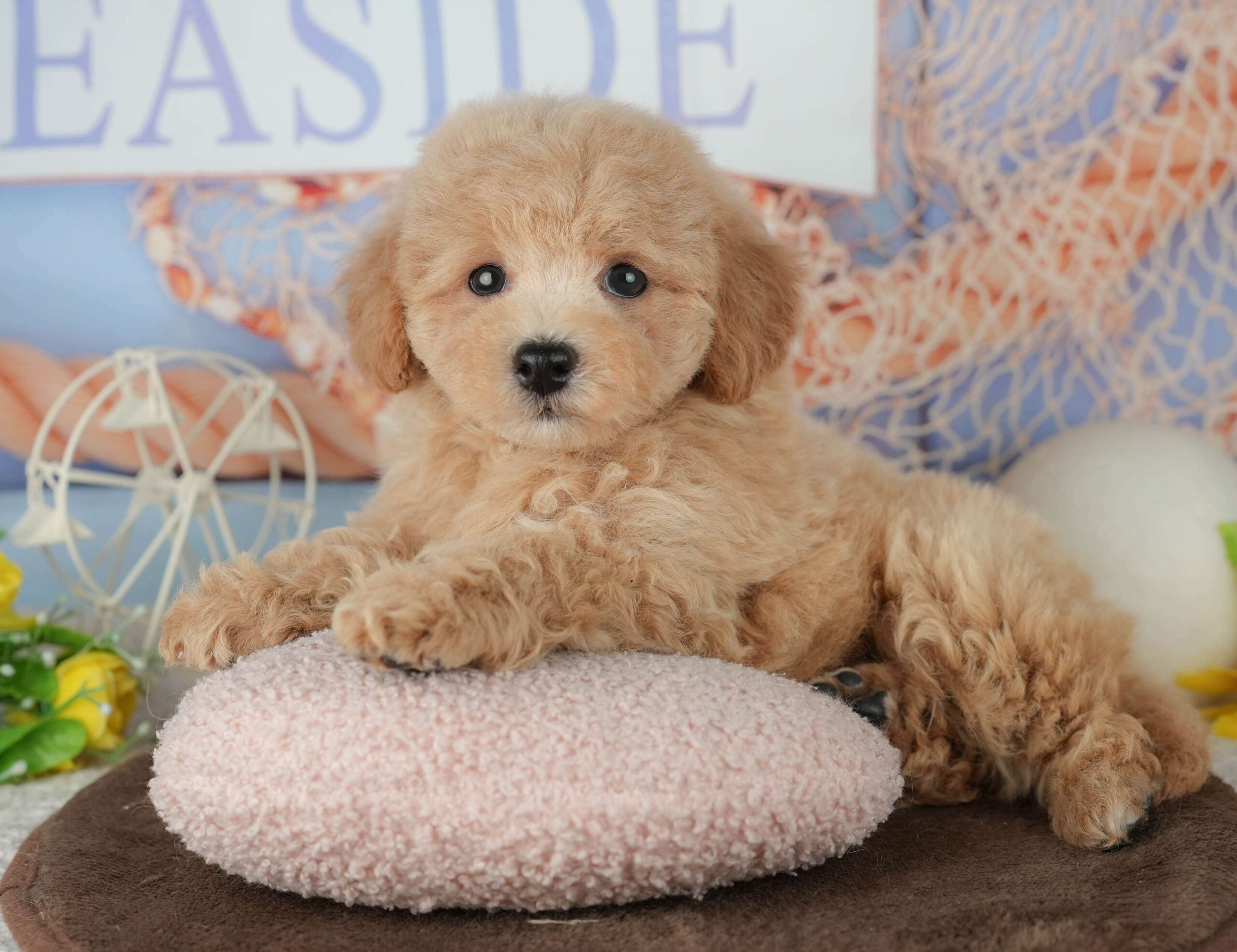 ビションプー | 女の子 | レッド | 2026年1月25日