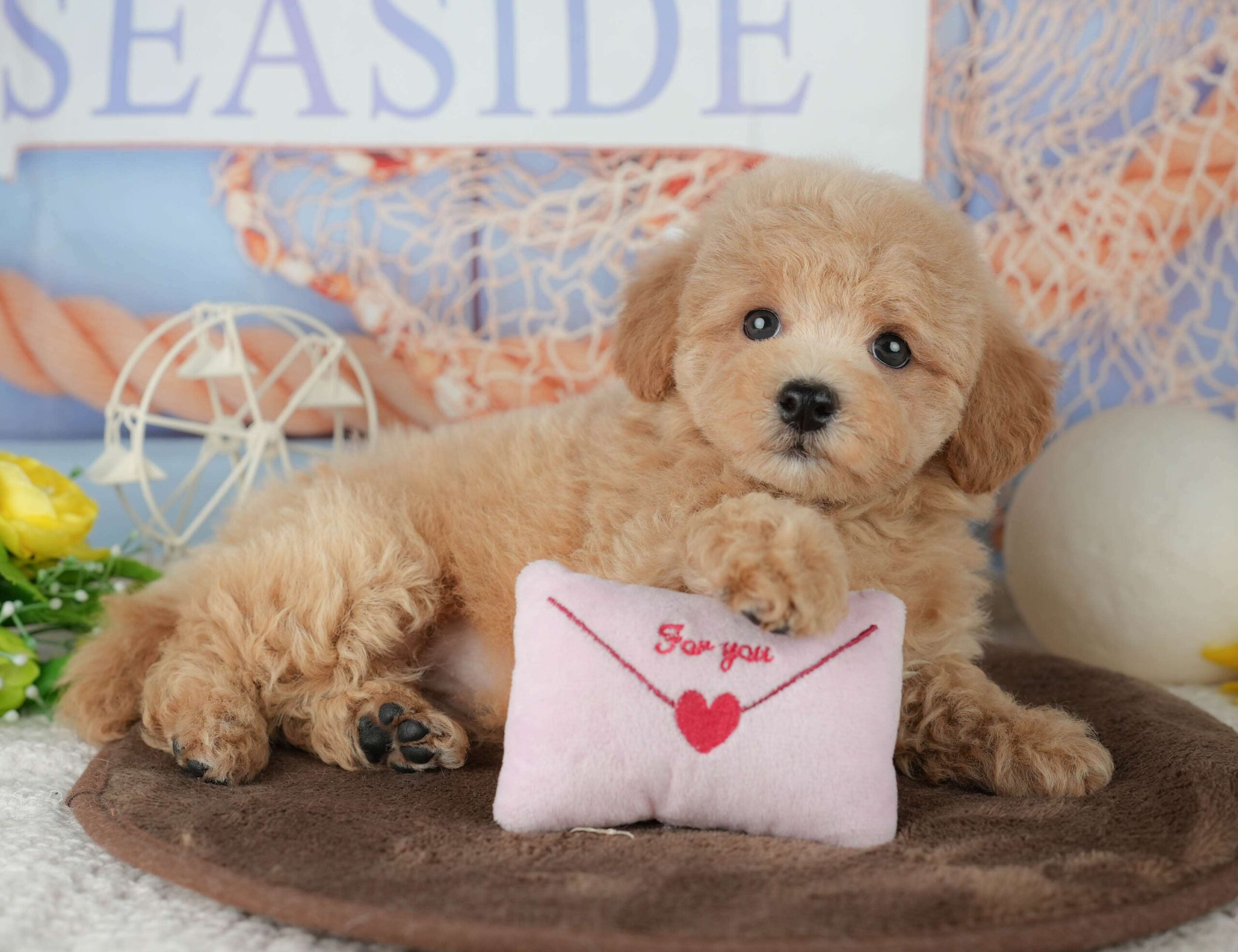 ビションプー | 女の子 | レッド | 2026年1月25日