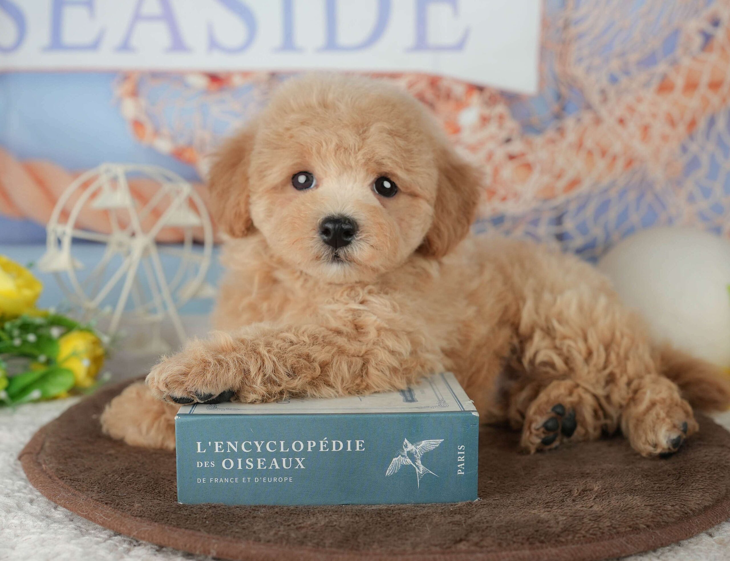 ビションプー | 女の子 | レッド | 2026年1月25日