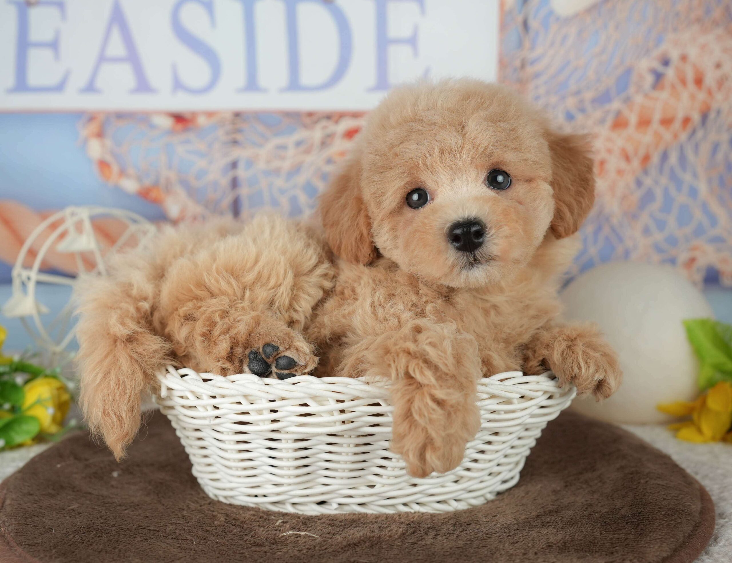 ビションプー | 女の子 | レッド | 2026年1月25日