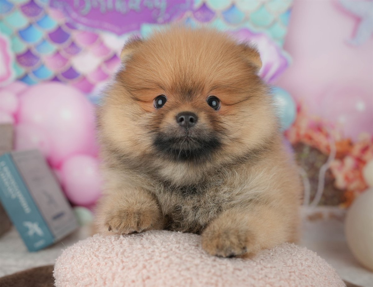 ポメラニアン | 男の子 | オレンジ | 2026年1月26日（ID:dog-200015327）