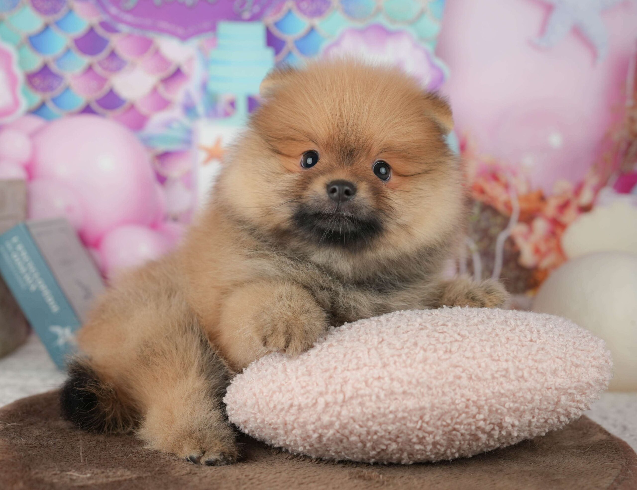 ポメラニアン | 男の子 | オレンジ | 2026年1月26日