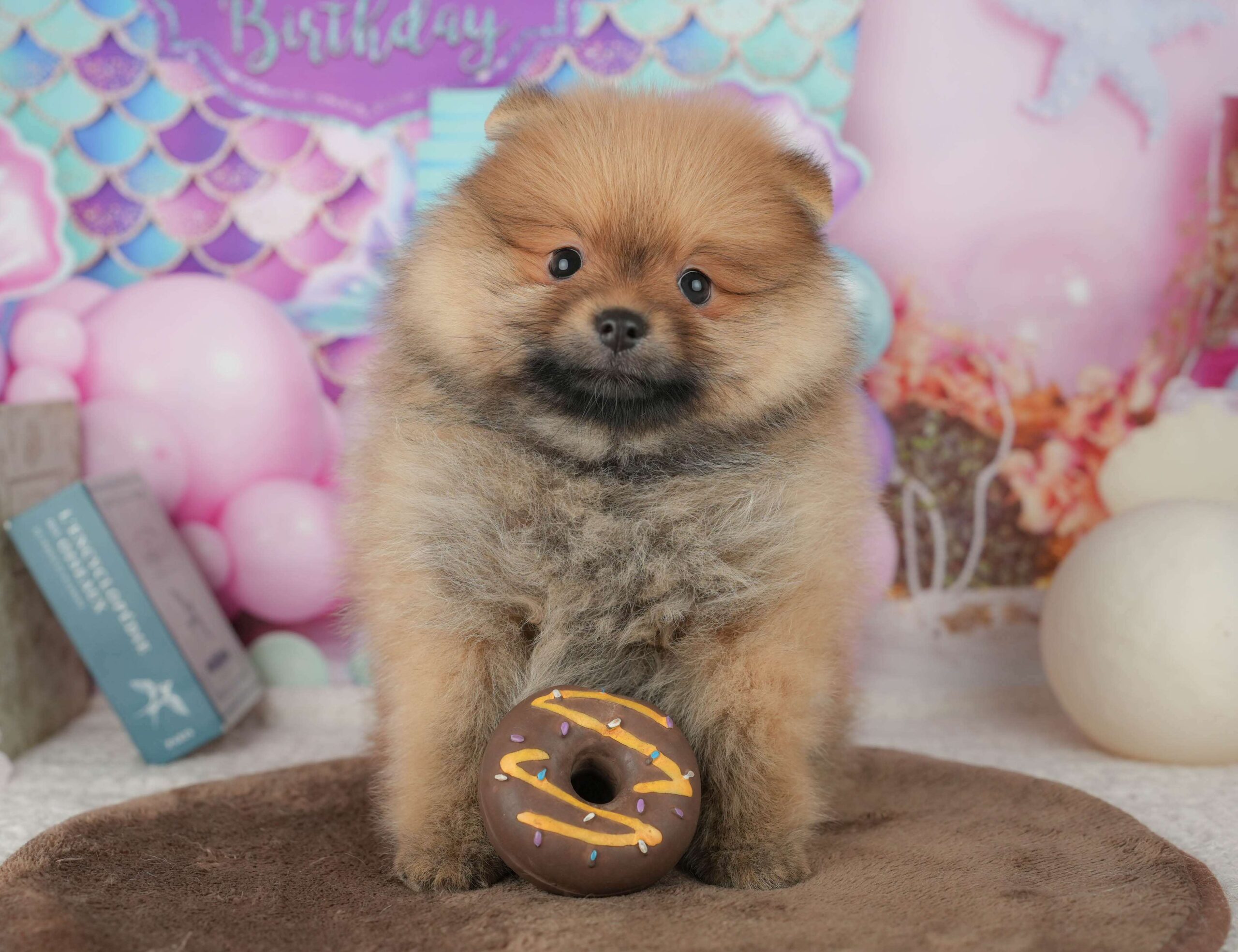 ポメラニアン | 男の子 | オレンジ | 2026年1月26日