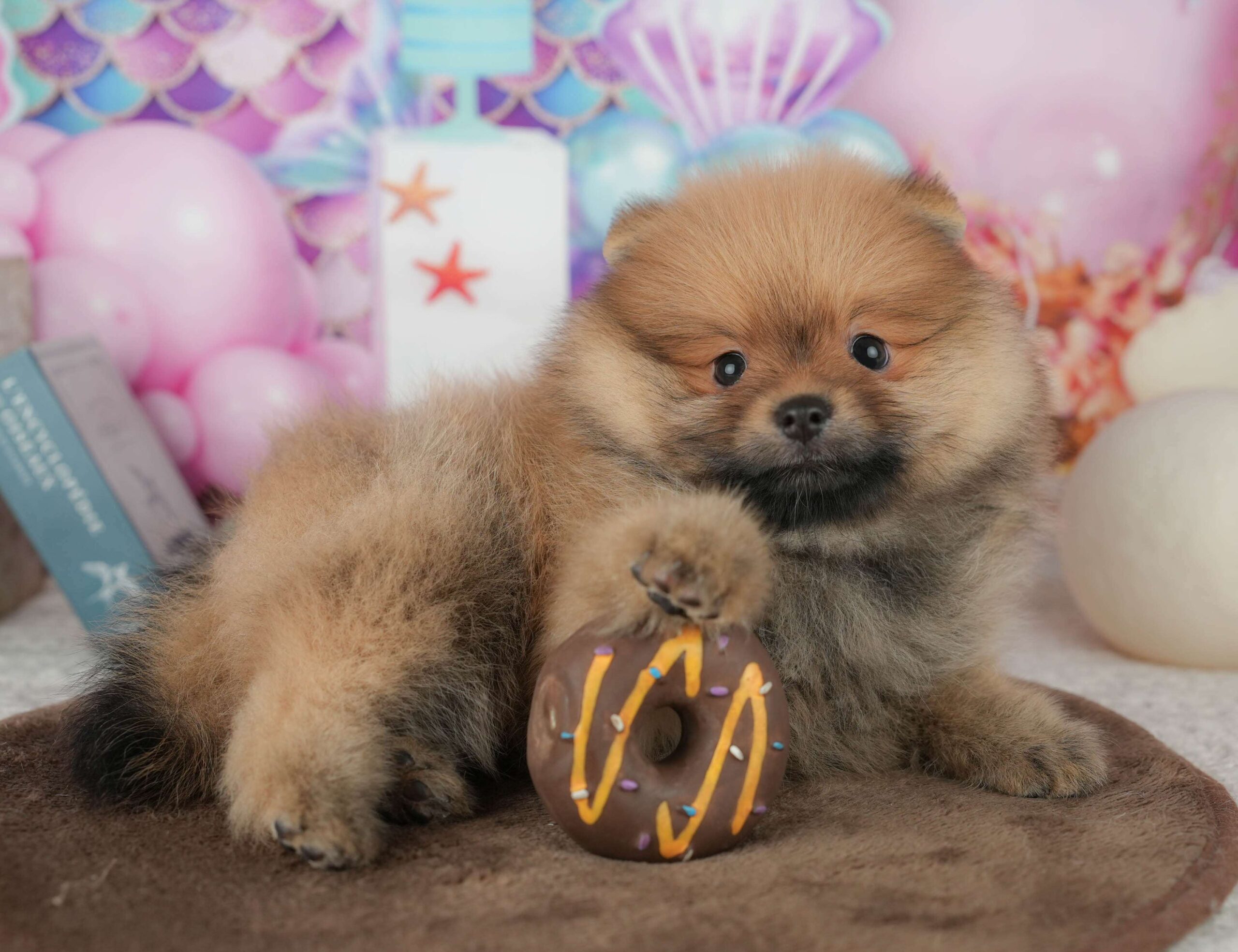 ポメラニアン | 男の子 | オレンジ | 2026年1月26日