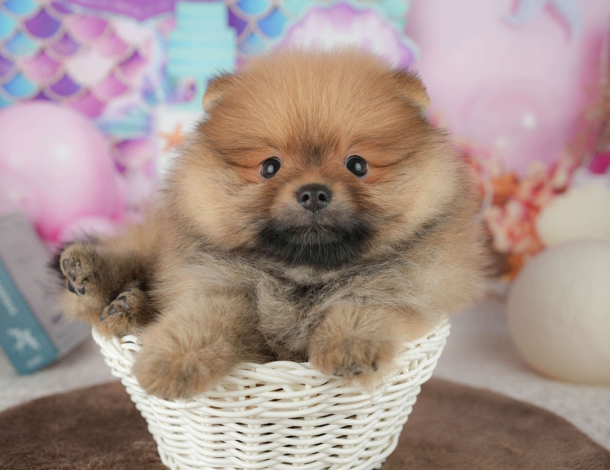 ポメラニアン | 男の子 | オレンジ | 2026年1月26日