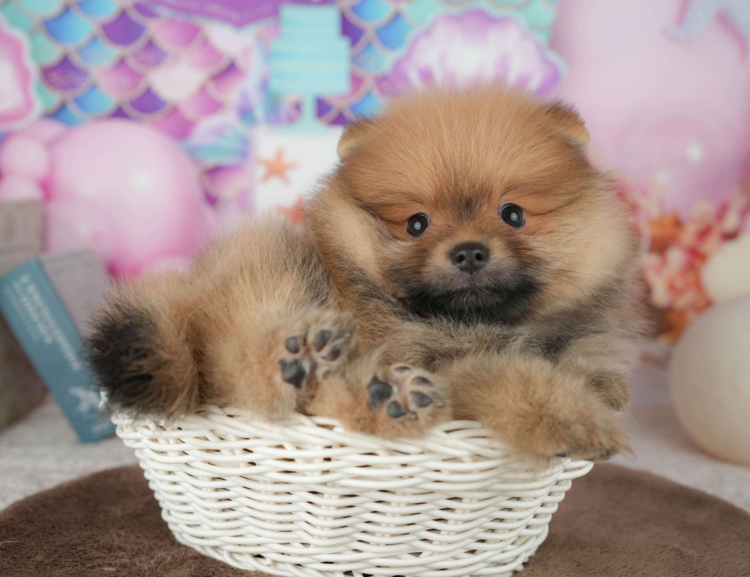 ポメラニアン | 男の子 | オレンジ | 2026年1月26日