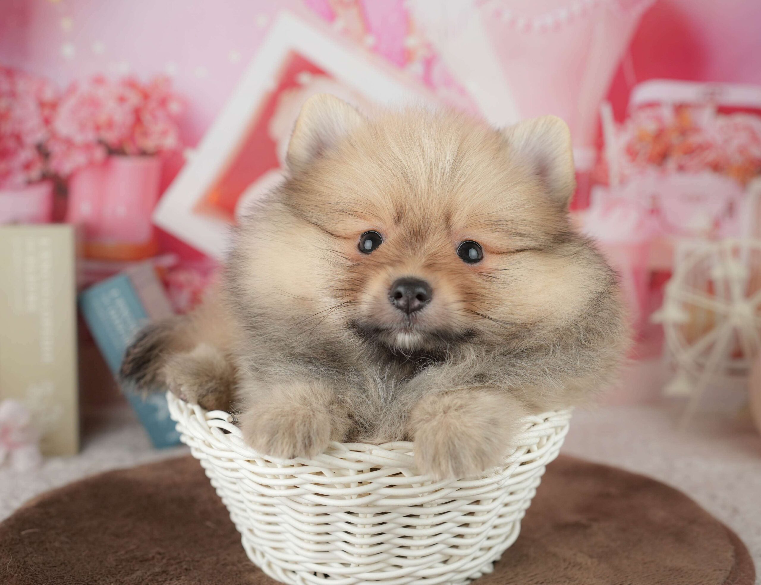 ポメラニアン | 男の子 | オレンジ | 2026年1月26日