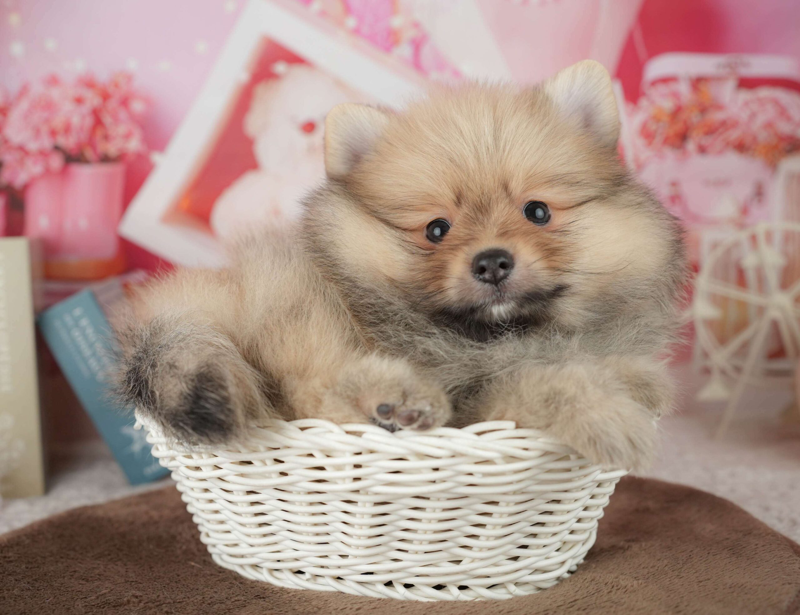 ポメラニアン | 男の子 | オレンジ | 2026年1月26日