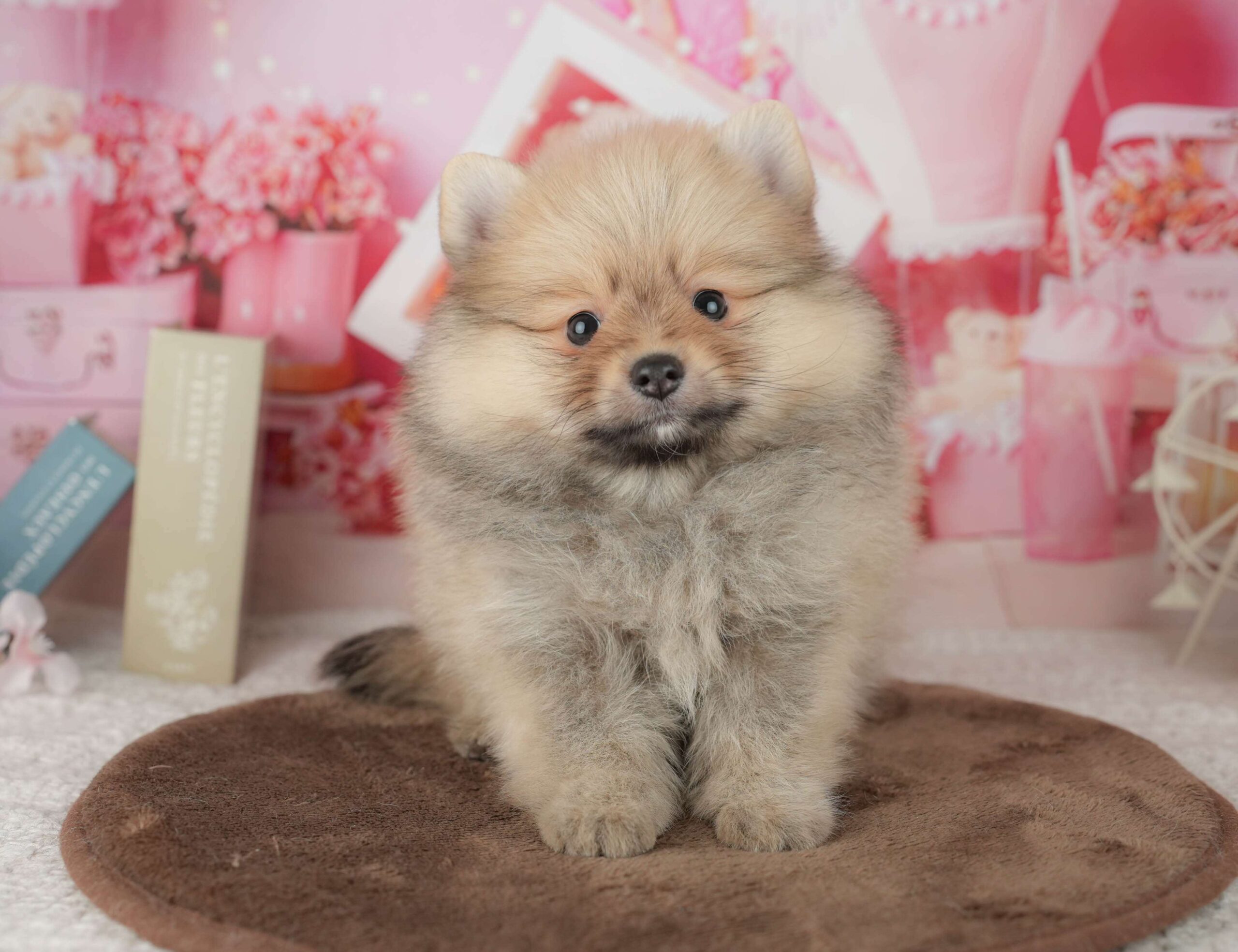 ポメラニアン | 男の子 | オレンジ | 2026年1月26日