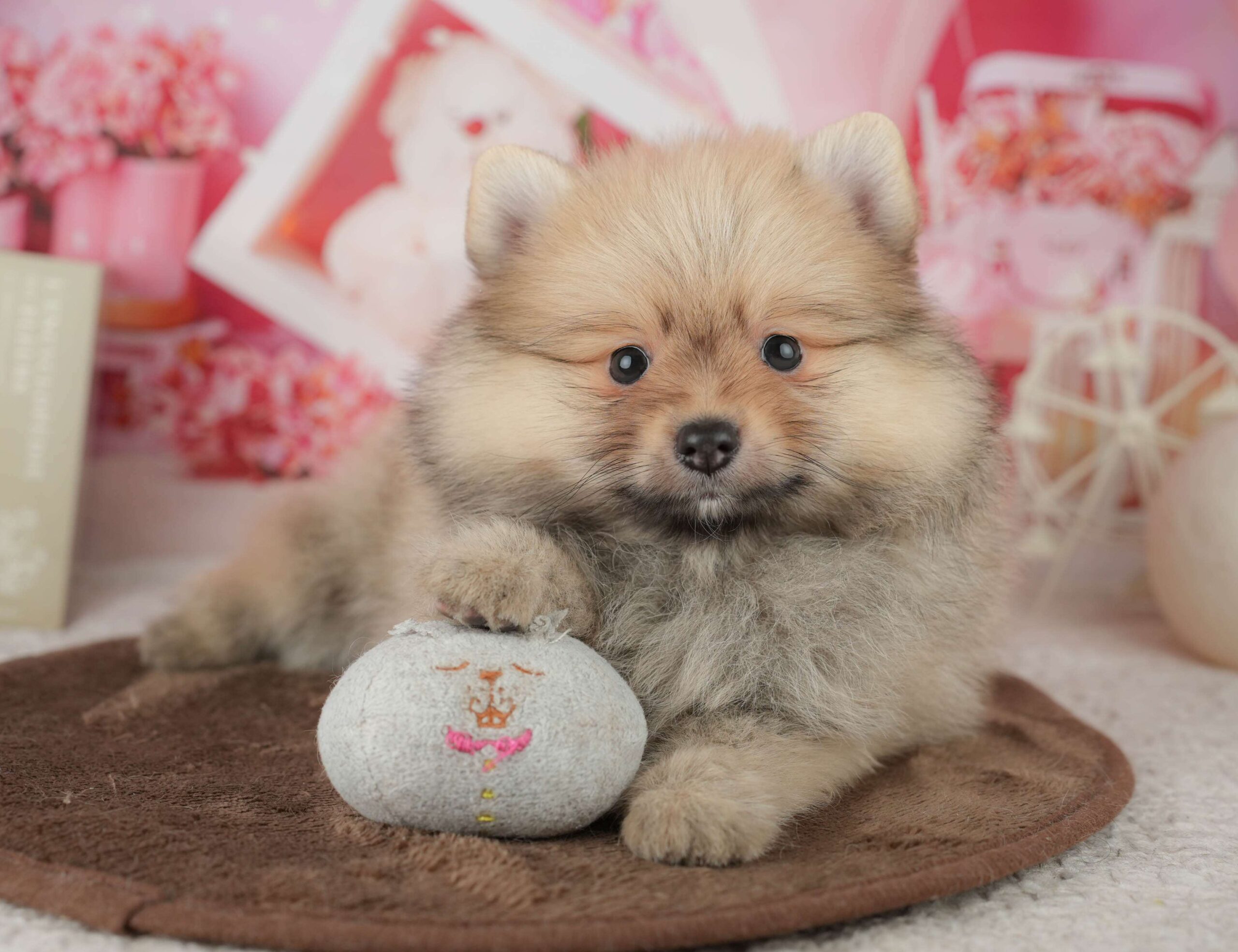 ポメラニアン | 男の子 | オレンジ | 2026年1月26日