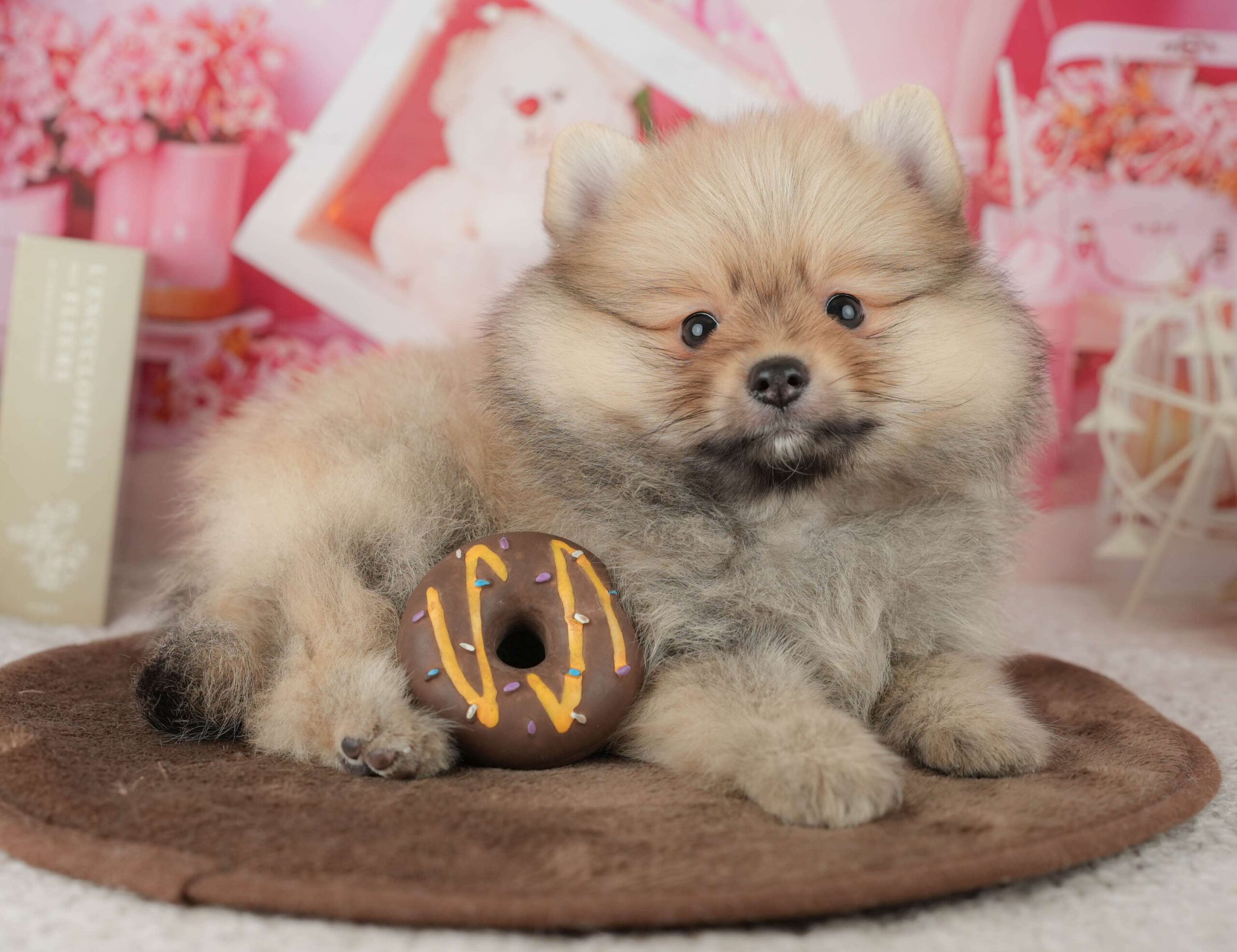 ポメラニアン | 男の子 | オレンジ | 2026年1月26日