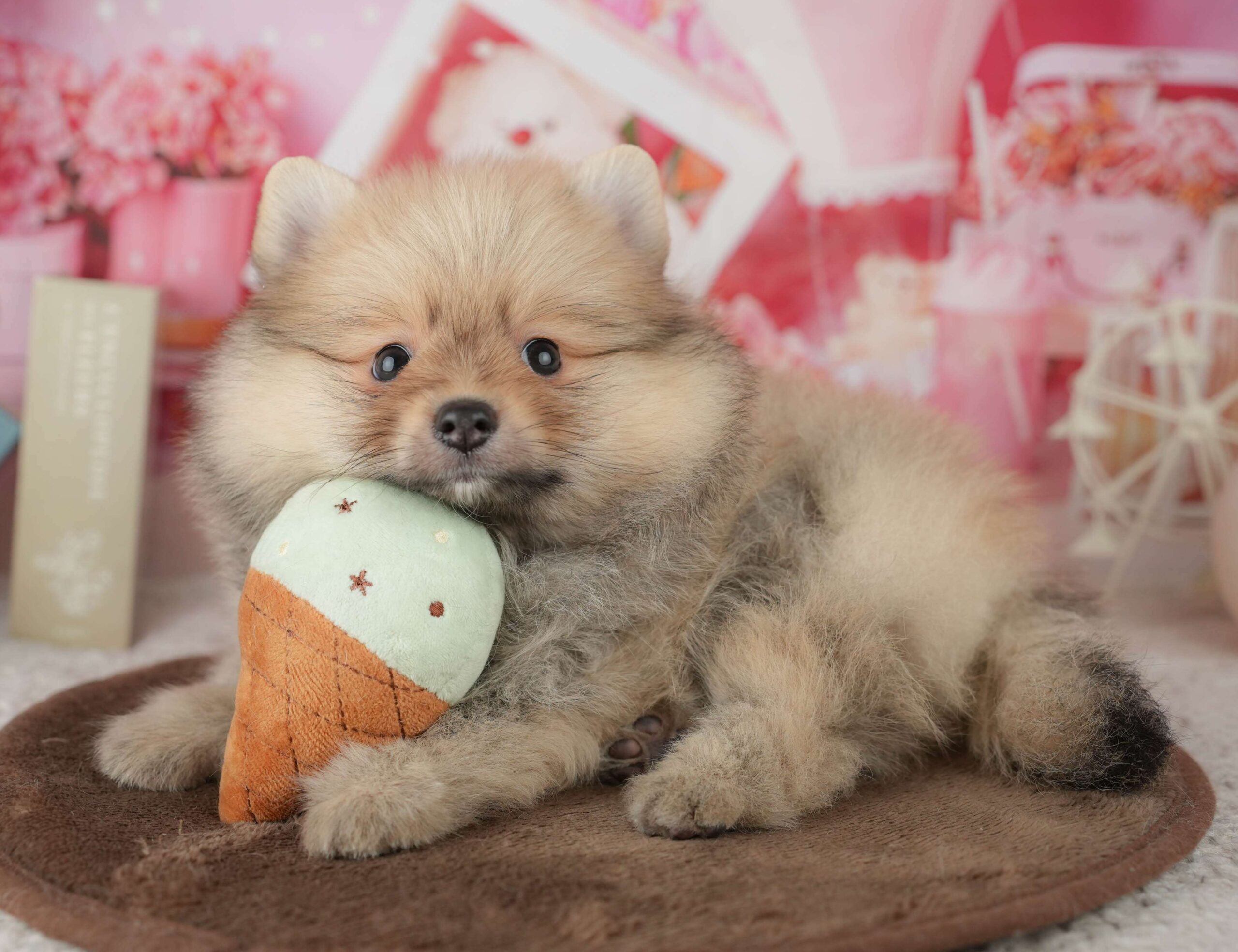 ポメラニアン | 男の子 | オレンジ | 2026年1月26日