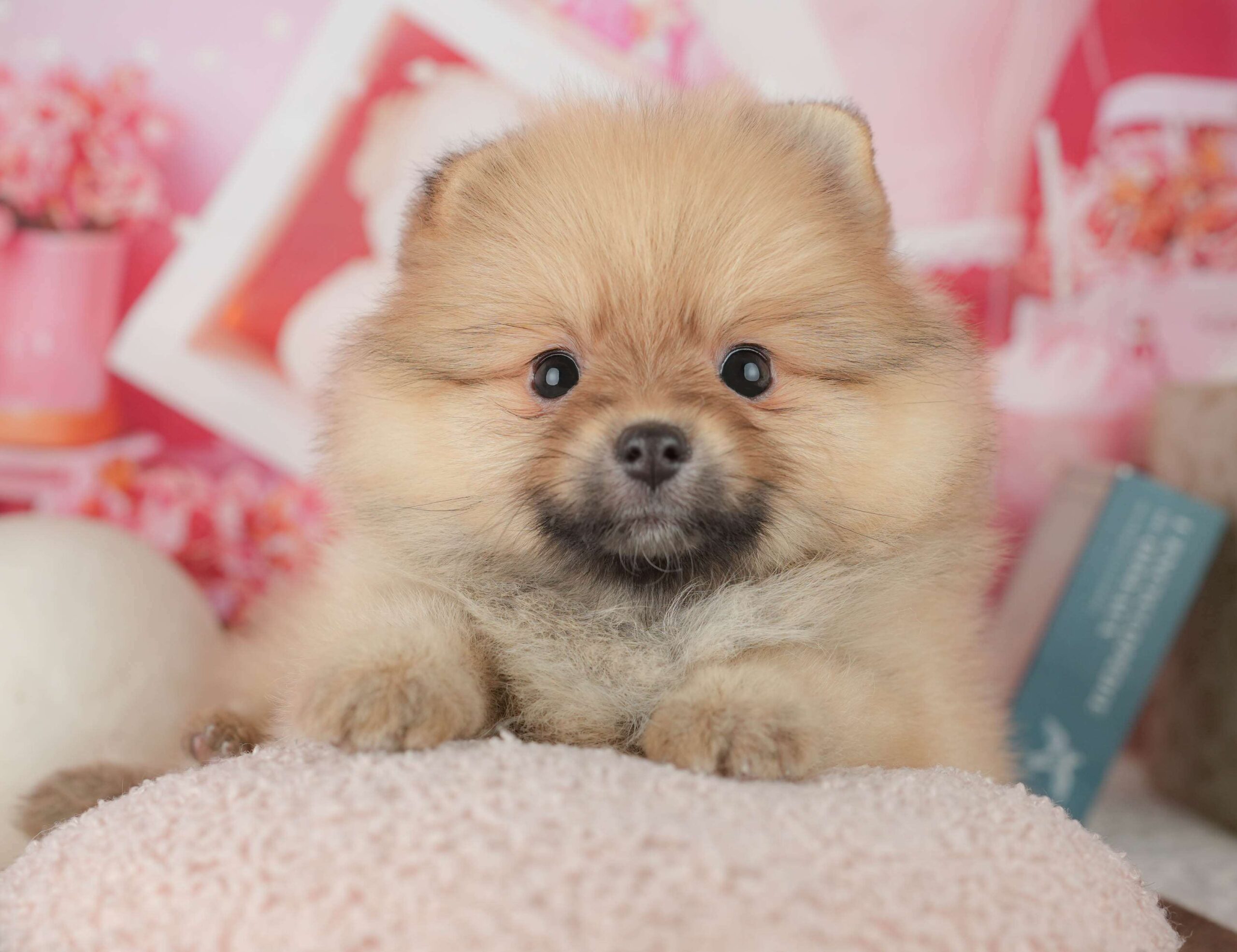 ポメラニアン | 女の子 | オレンジ | 2026年1月26日