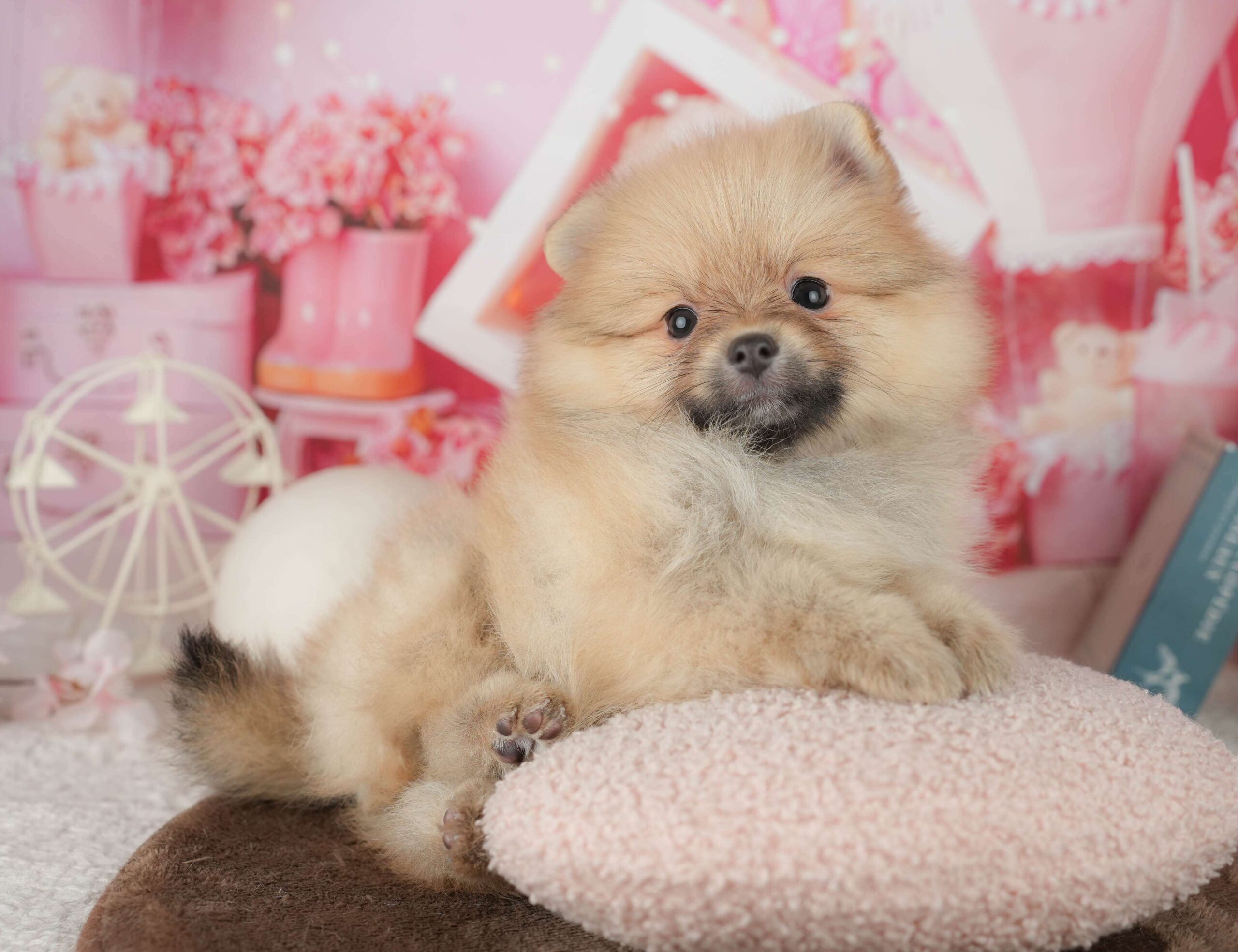 ポメラニアン | 女の子 | オレンジ | 2026年1月26日