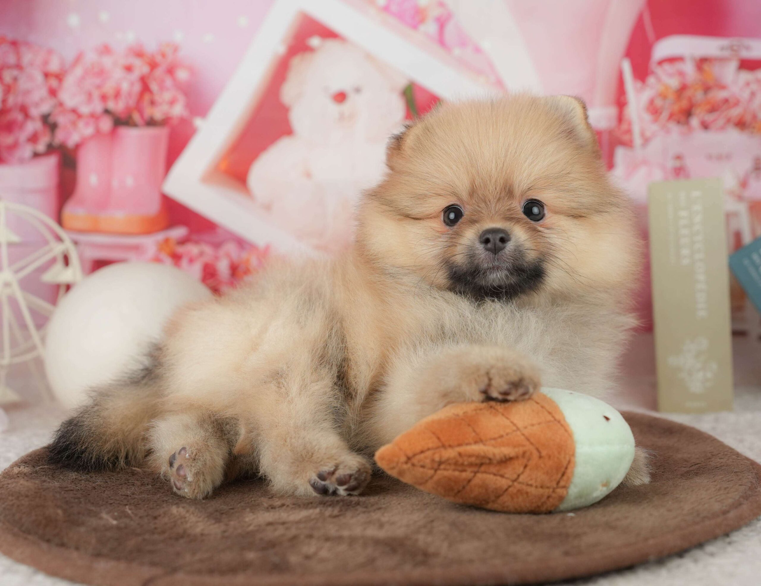 ポメラニアン | 女の子 | オレンジ | 2026年1月26日