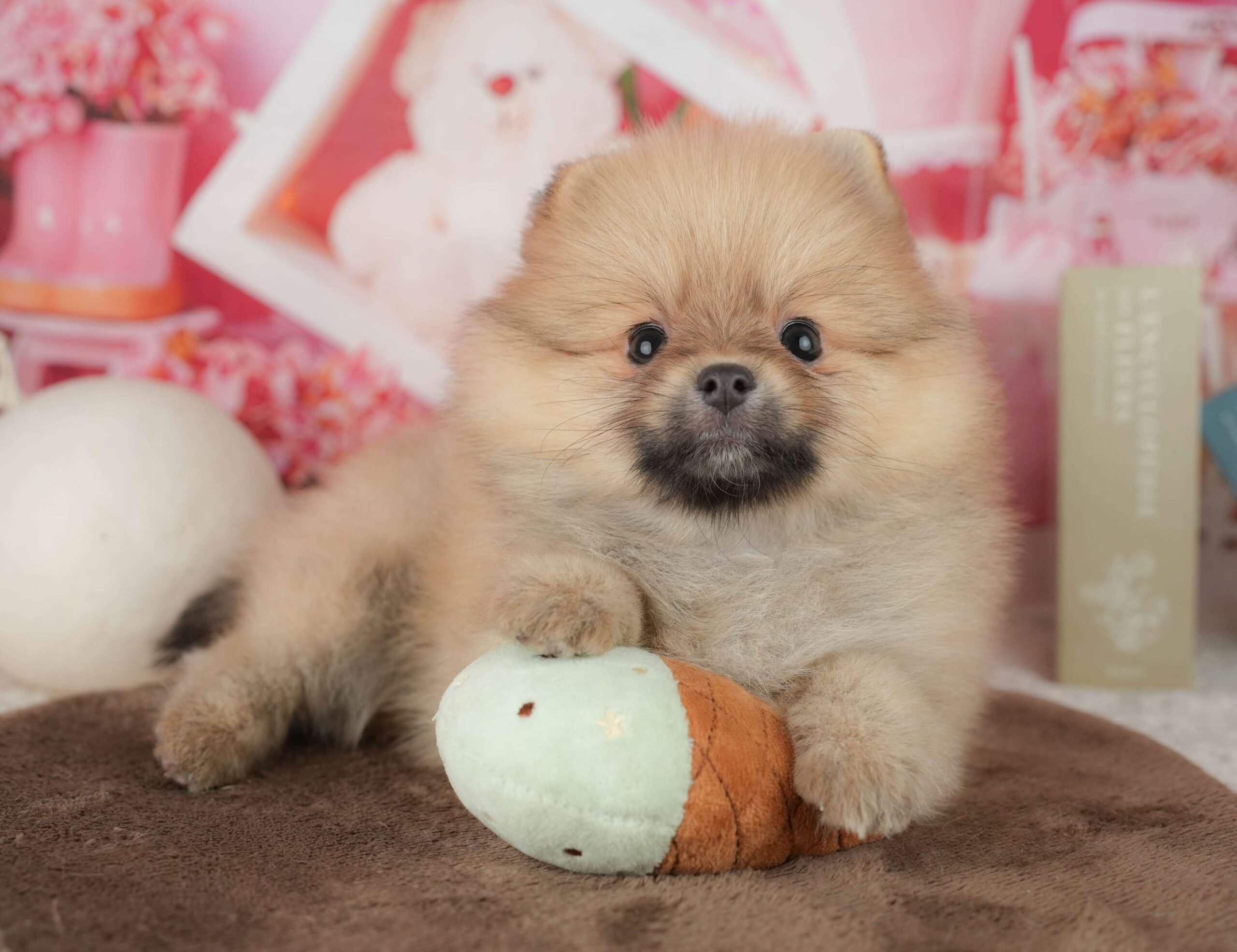 ポメラニアン | 女の子 | オレンジ | 2026年1月26日