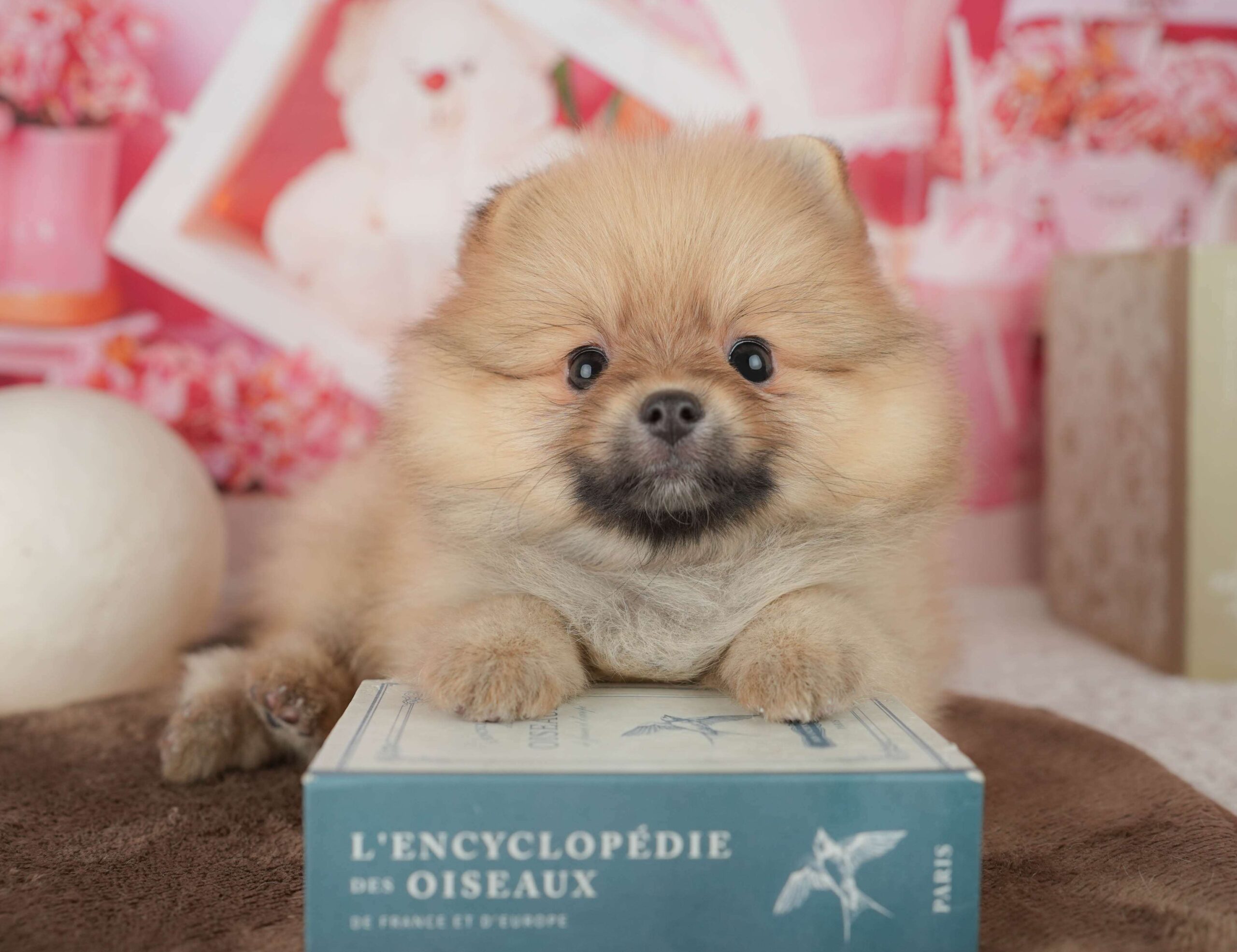 ポメラニアン | 女の子 | オレンジ | 2026年1月26日