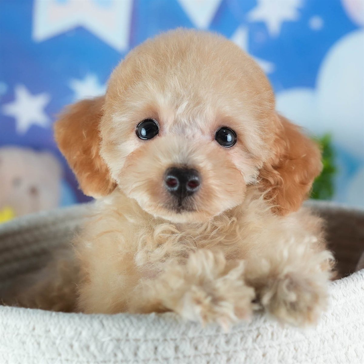 トイ・プードル | 男の子 | アプリコット | 2026年1月27日（ID:dog-200015336）