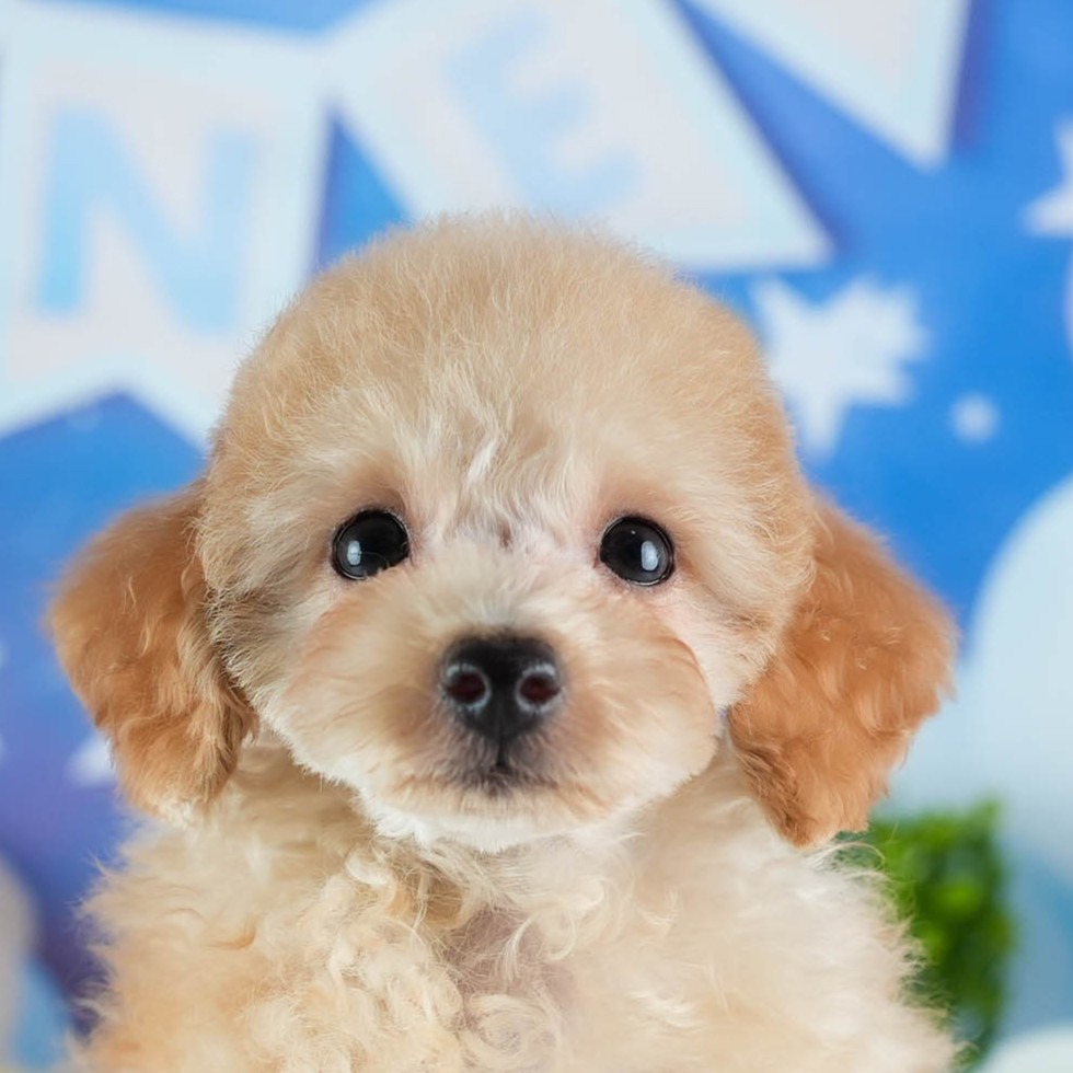 トイ・プードル | 男の子 | アプリコット | 2026年1月27日（ID:dog-200015336）