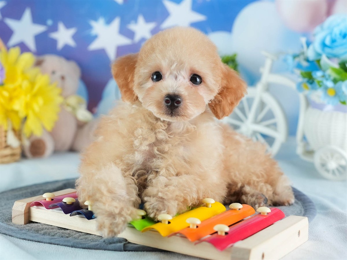 トイ・プードル | 男の子 | アプリコット | 2026年1月27日（ID:dog-200015336）