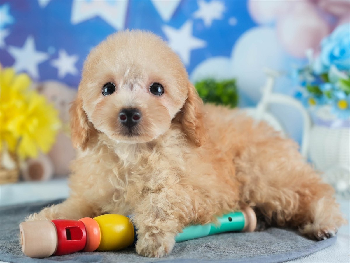 トイ・プードル | 男の子 | アプリコット | 2026年1月27日（ID:dog-200015336）