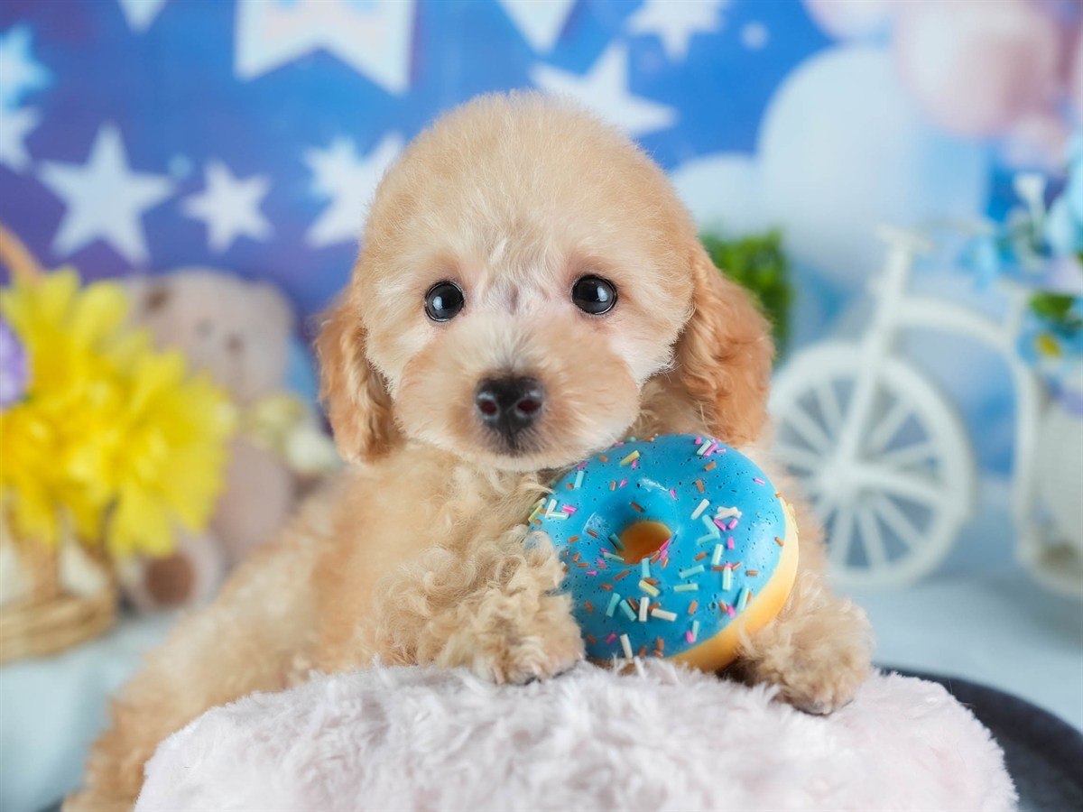 トイ・プードル | 男の子 | アプリコット | 2026年1月27日（ID:dog-200015336）