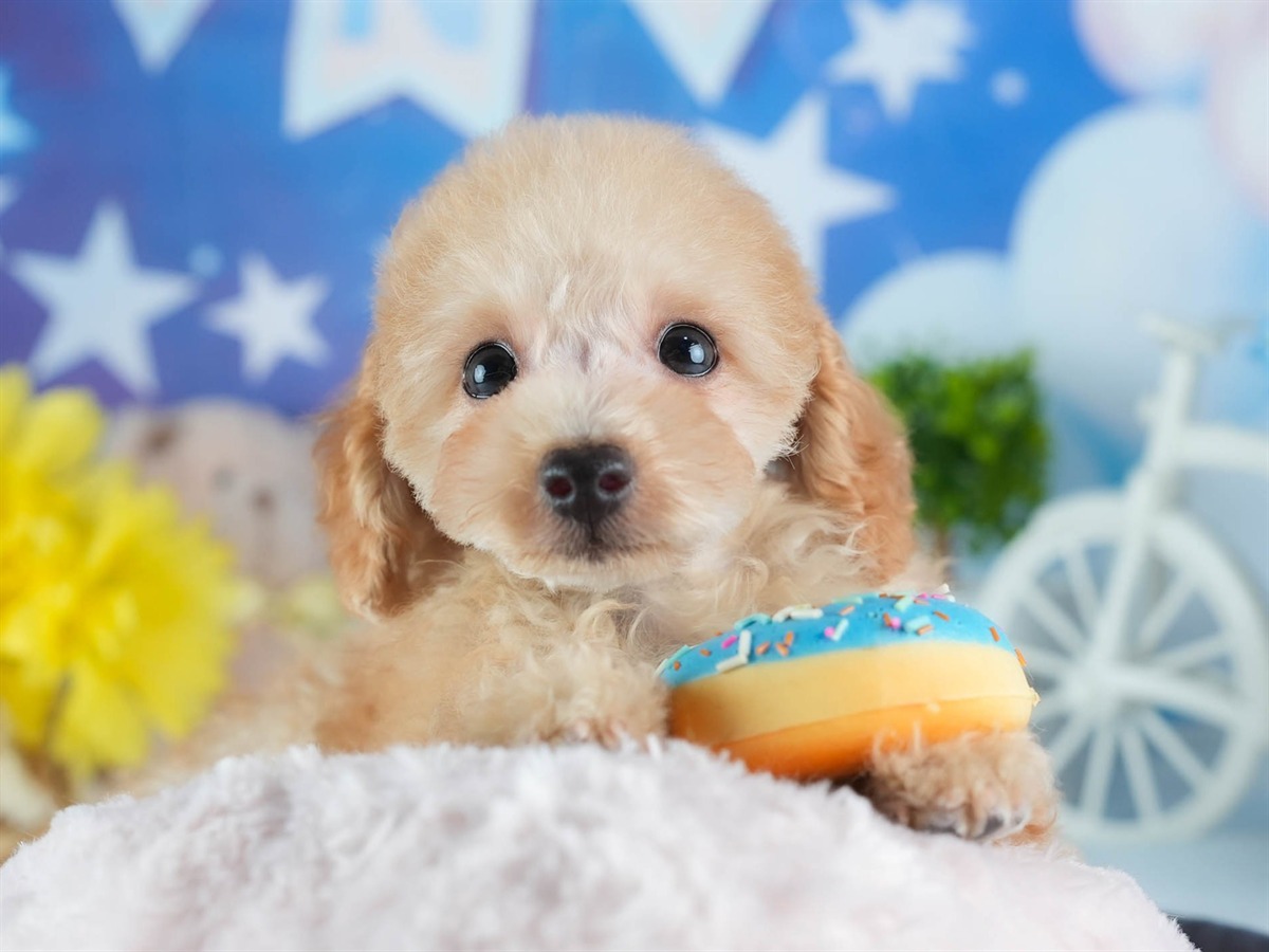 トイ・プードル | 男の子 | アプリコット | 2026年1月27日（ID:dog-200015336）