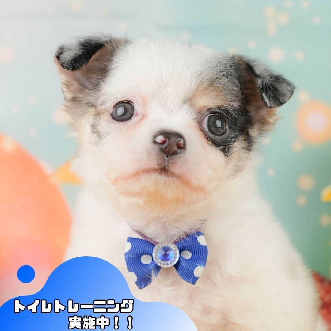 チワワ(ロング) | 男の子 | ブルーマール＆ホワイト | 2026年1月29日