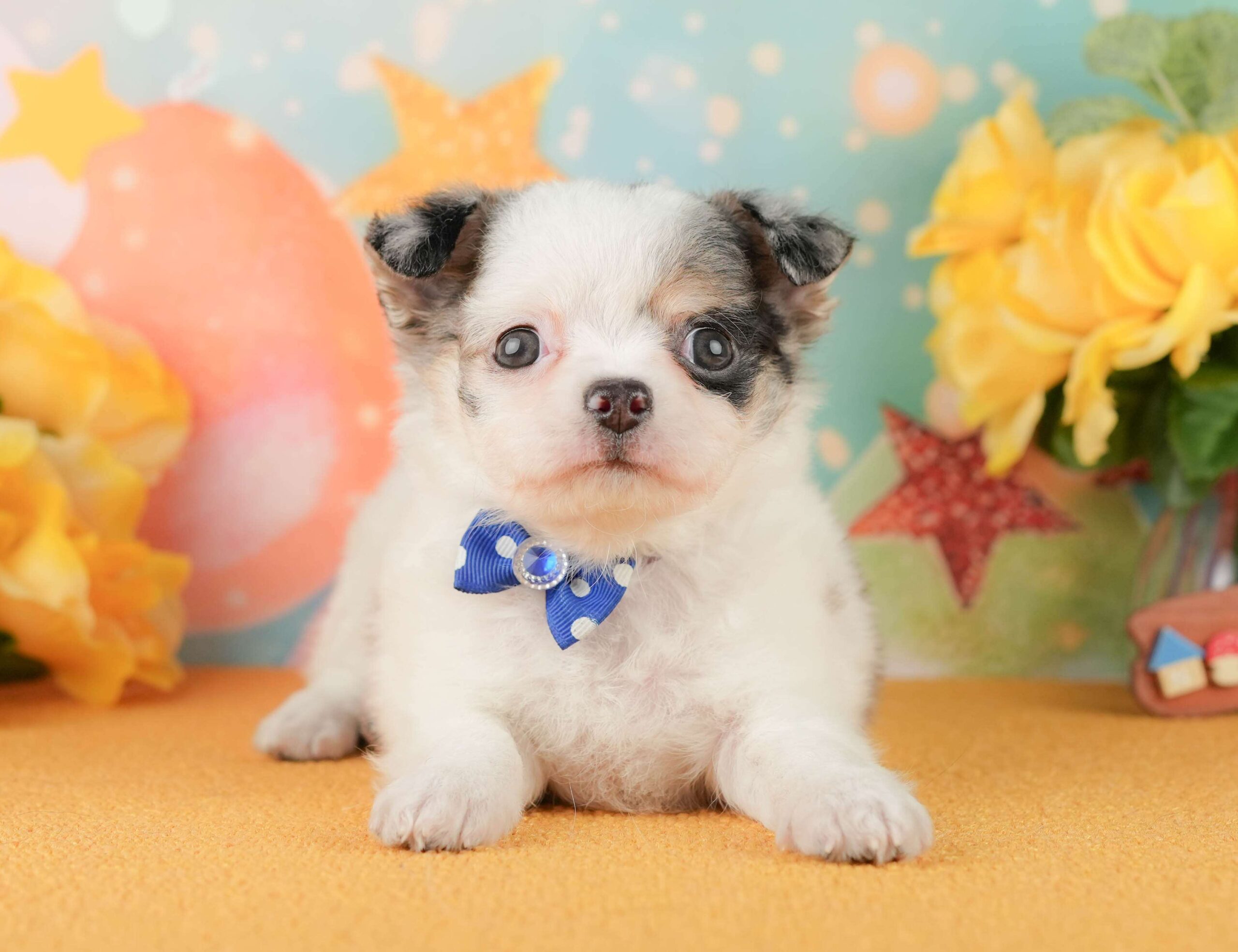 チワワ(ロング) | 男の子 | ブルーマール＆ホワイト | 2026年1月29日