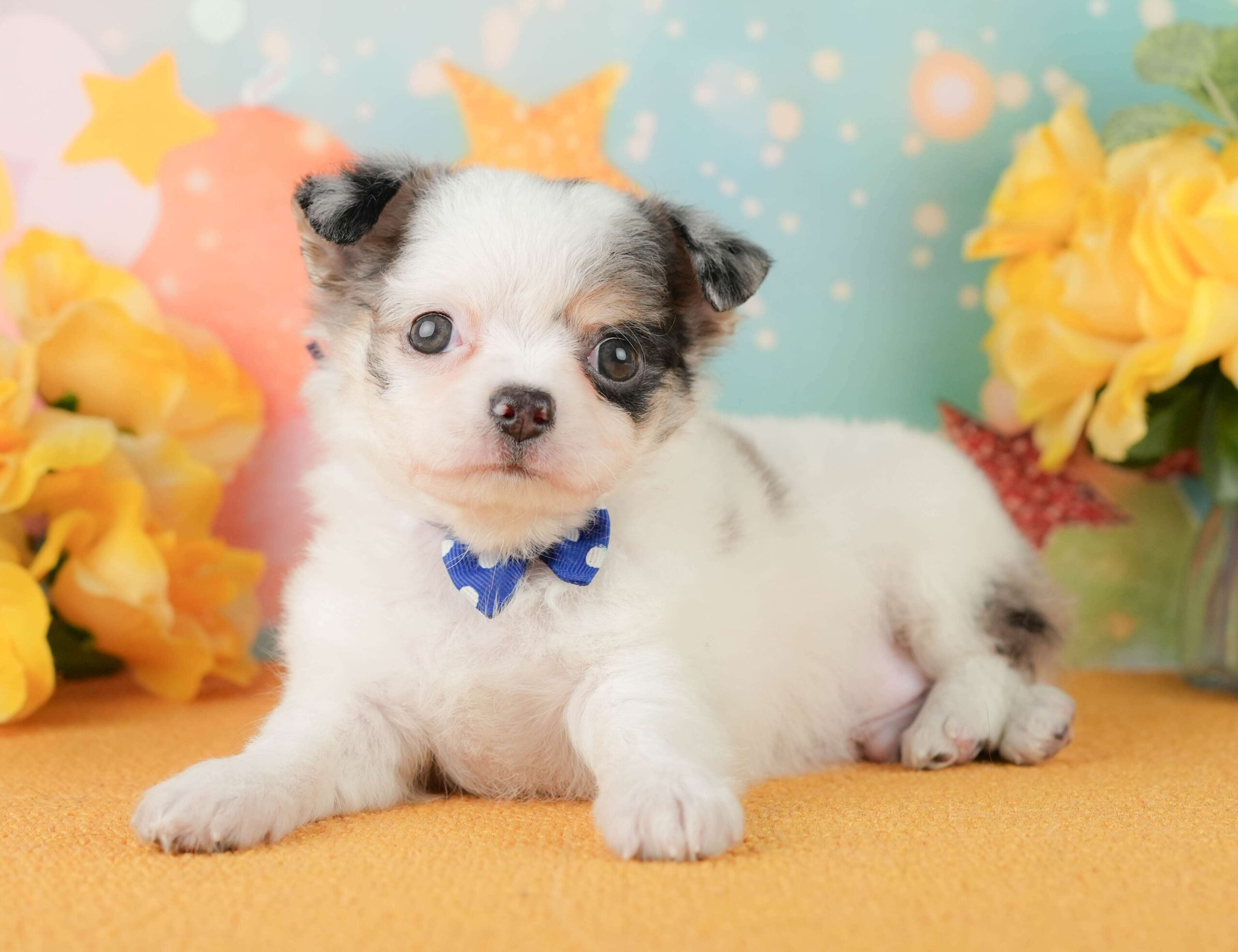 チワワ(ロング) | 男の子 | ブルーマール＆ホワイト | 2026年1月29日