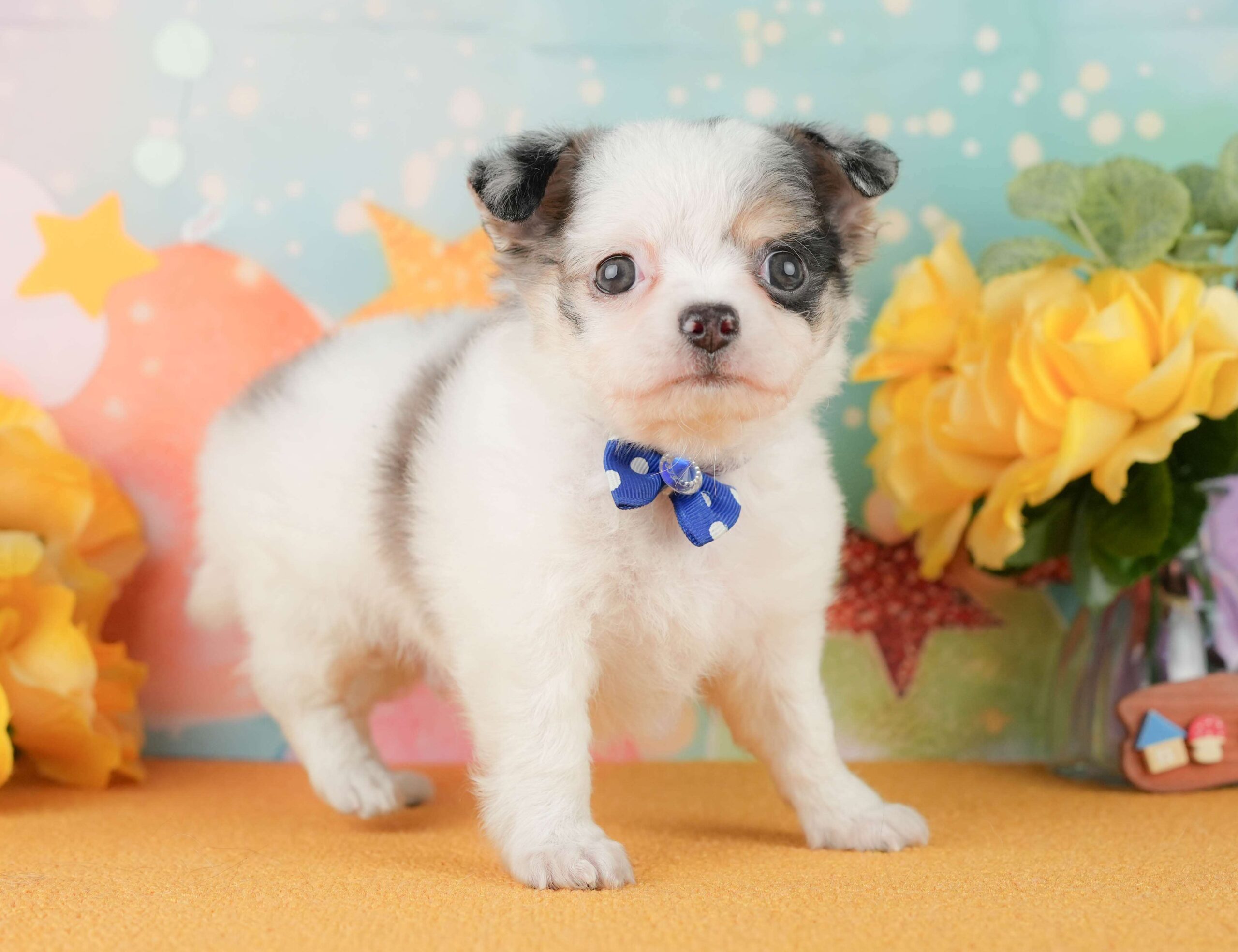 チワワ(ロング) | 男の子 | ブルーマール＆ホワイト | 2026年1月29日