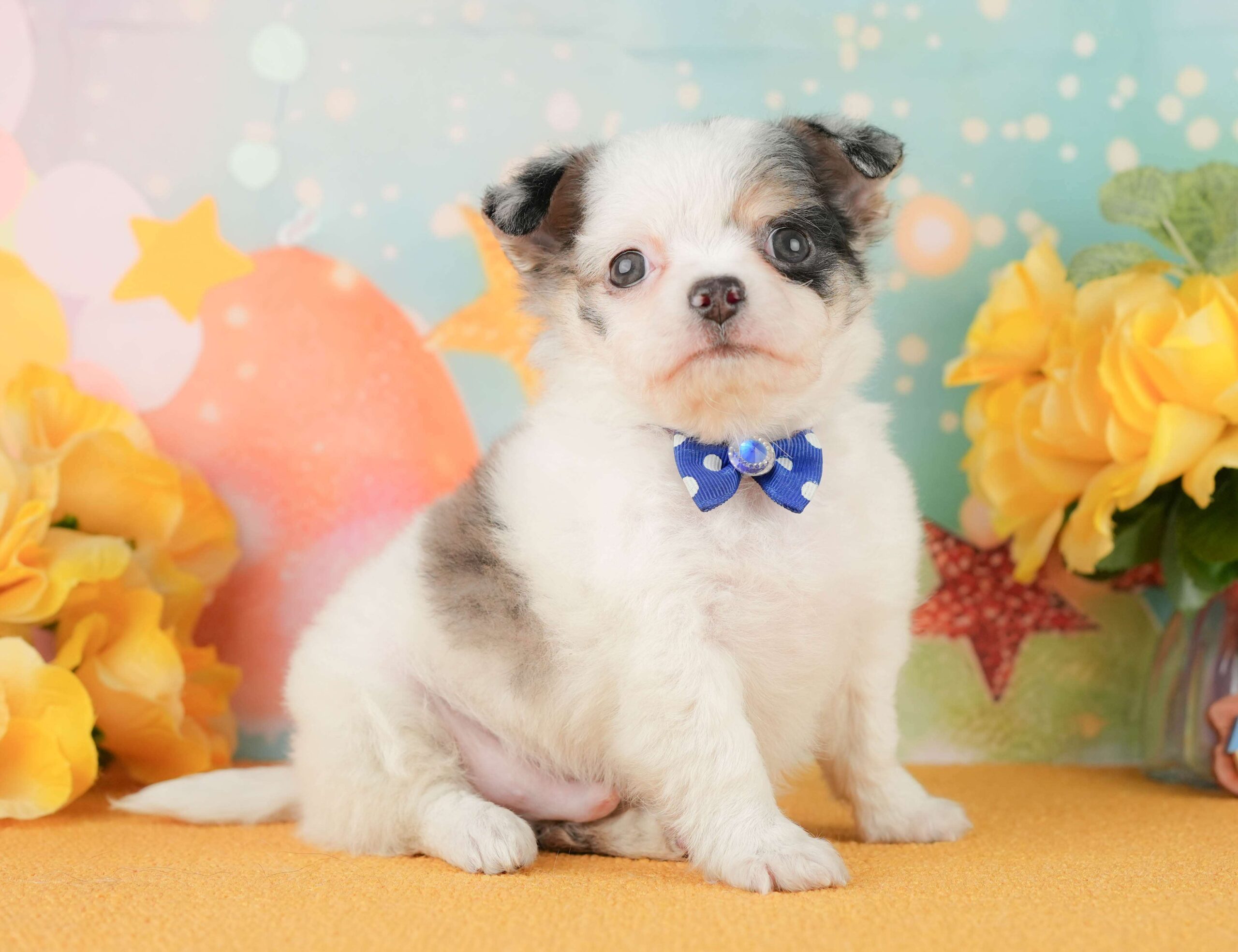 チワワ(ロング) | 男の子 | ブルーマール＆ホワイト | 2026年1月29日