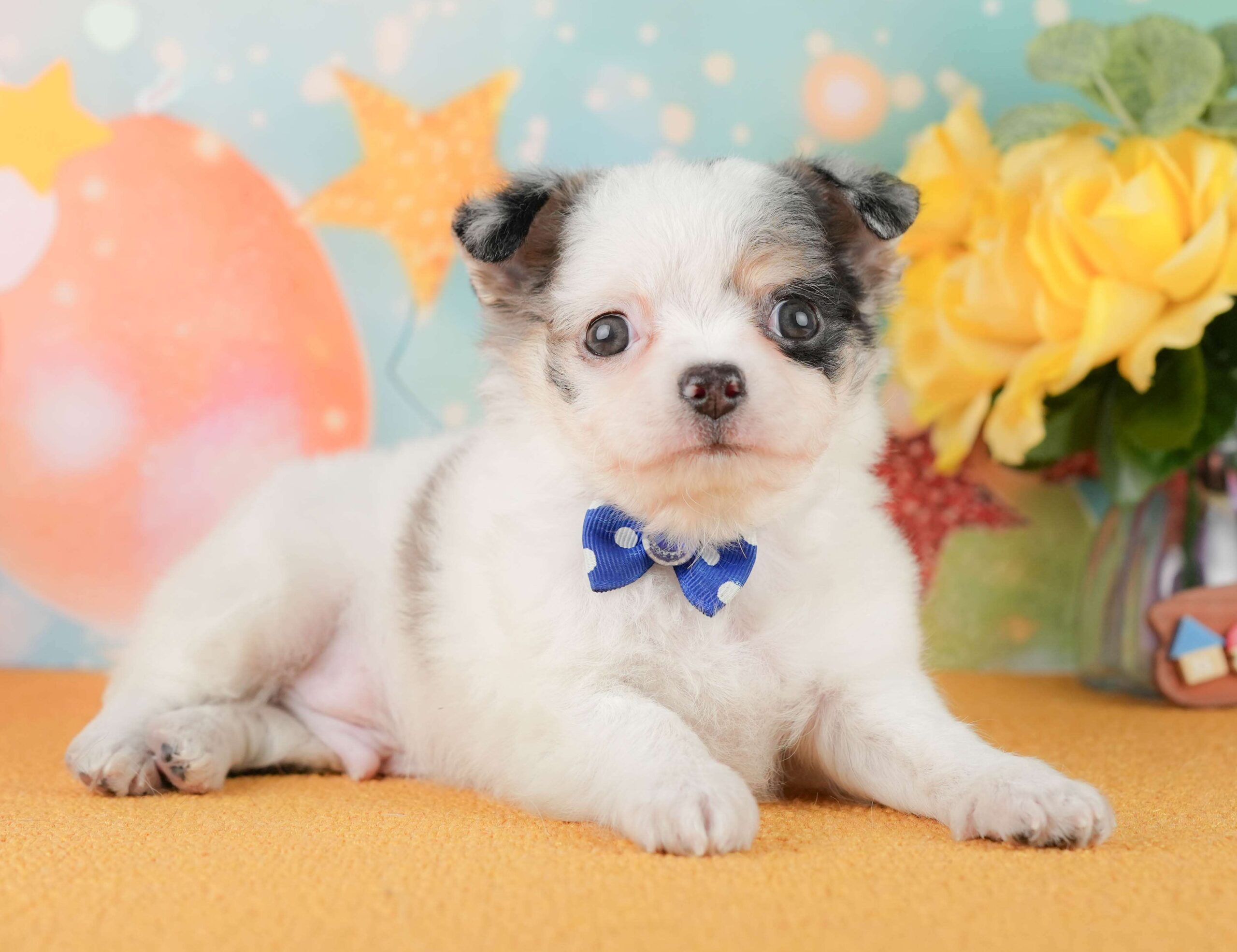 チワワ(ロング) | 男の子 | ブルーマール＆ホワイト | 2026年1月29日