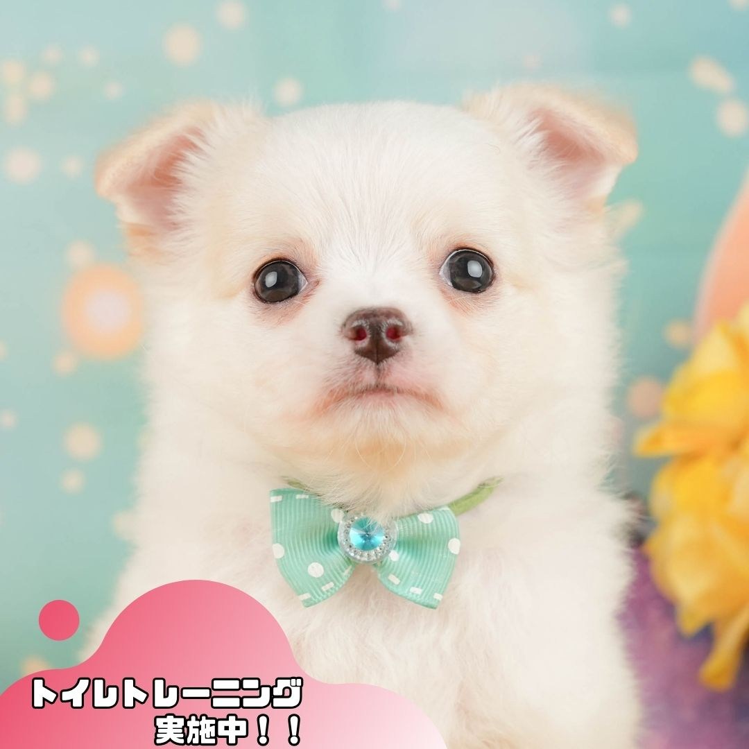 チワワ(ロング) | 男の子 | クリーム＆ホワイト | 2026年1月29日