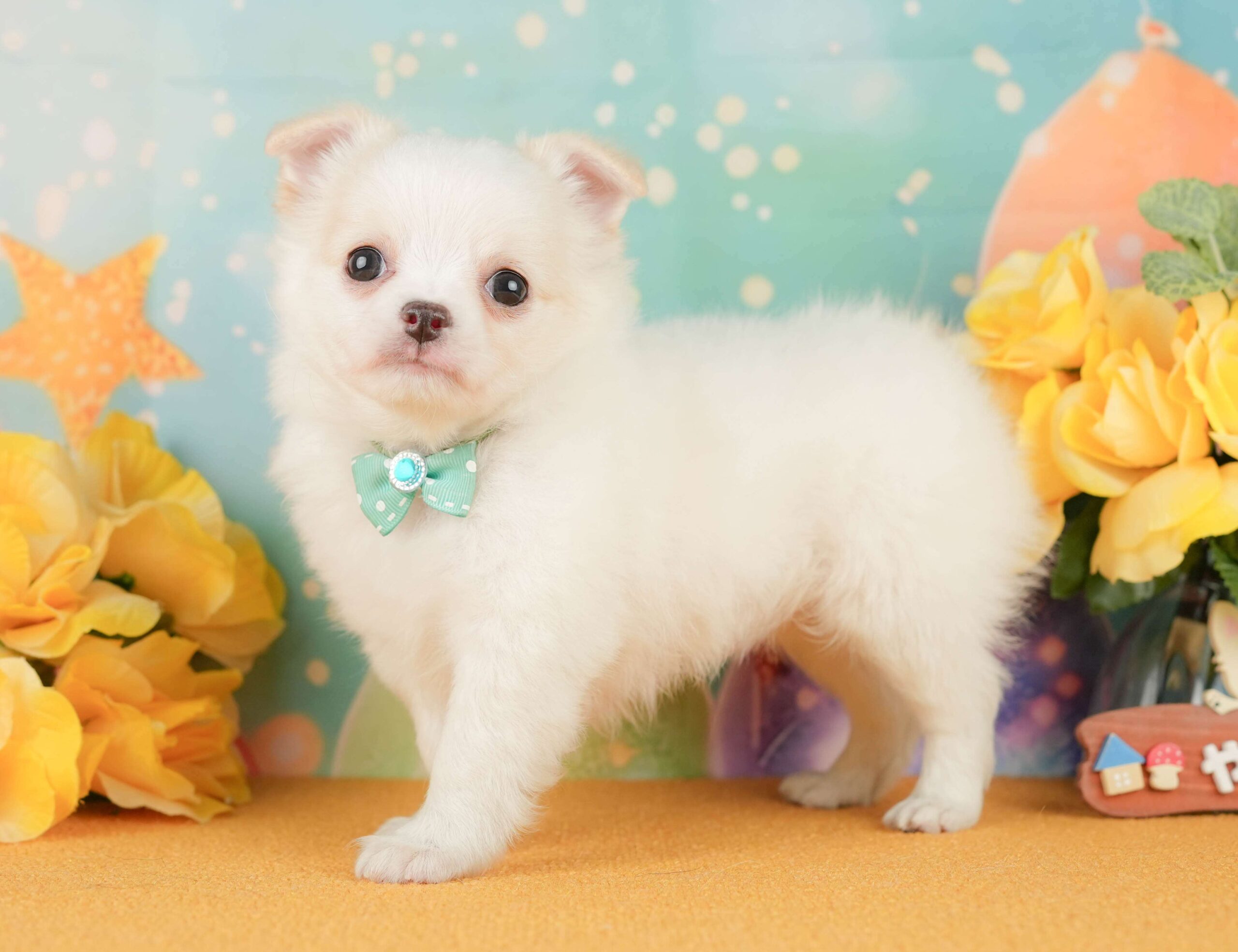 チワワ(ロング) | 男の子 | クリーム＆ホワイト | 2026年1月29日