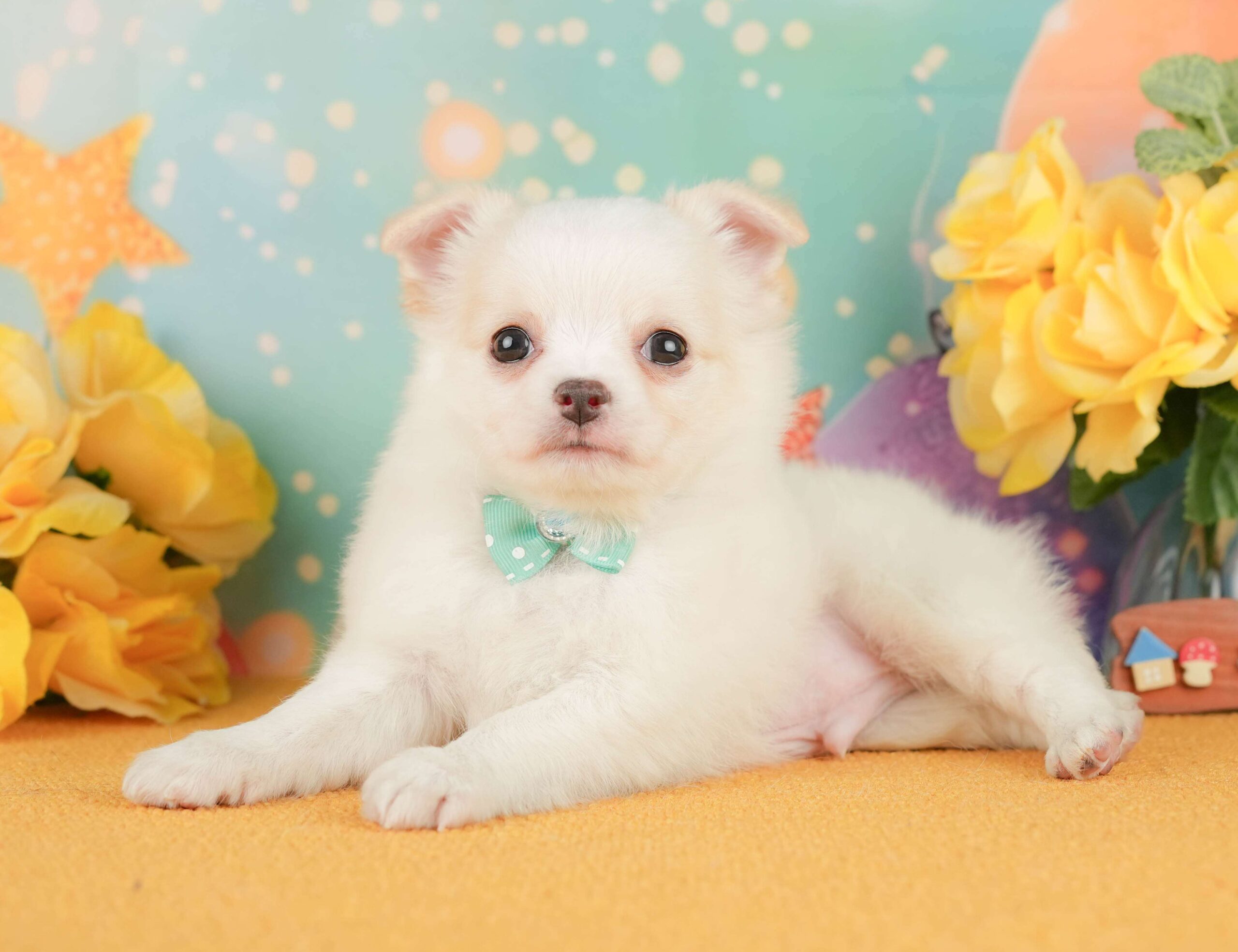 チワワ(ロング) | 男の子 | クリーム＆ホワイト | 2026年1月29日