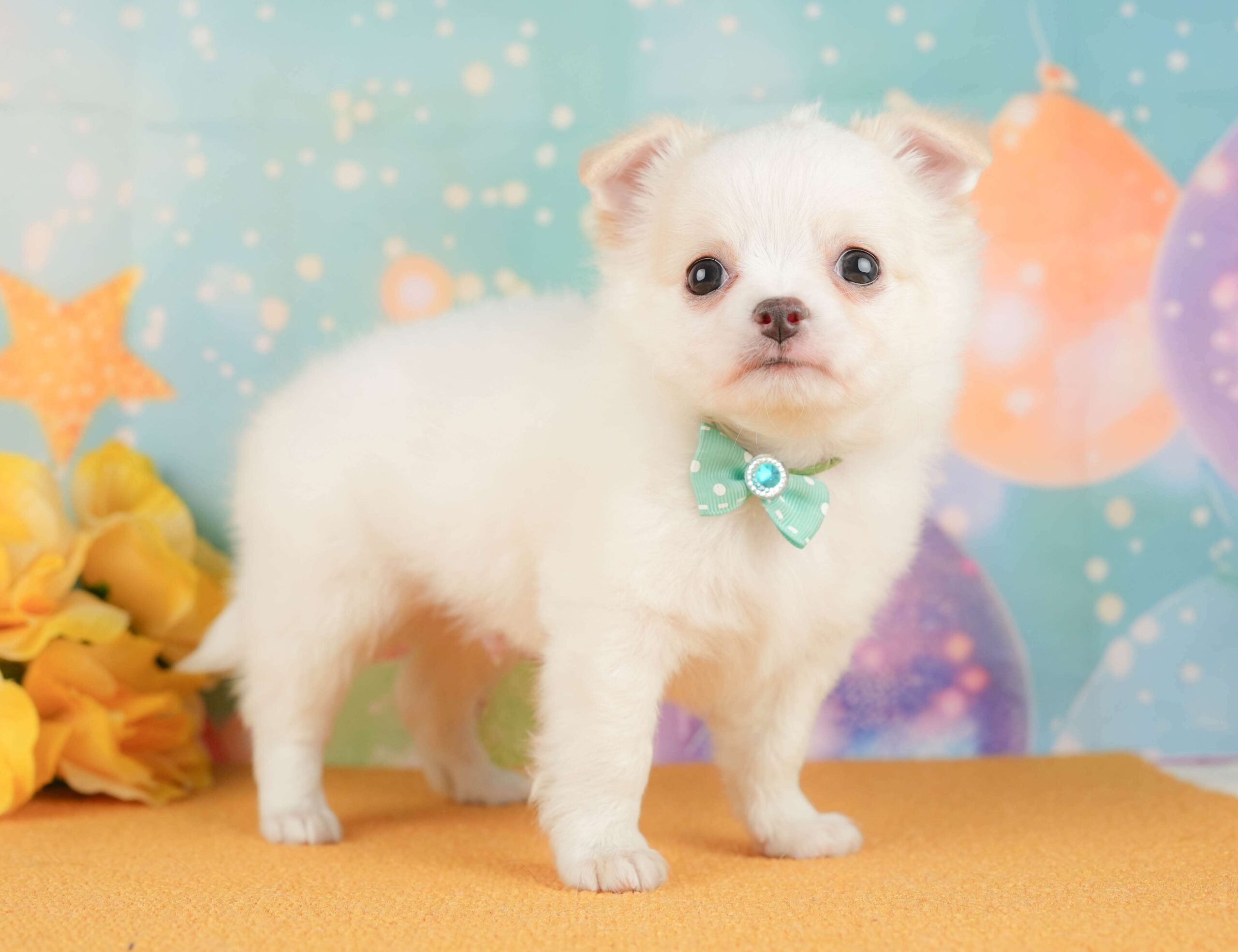 チワワ(ロング) | 男の子 | クリーム＆ホワイト | 2026年1月29日