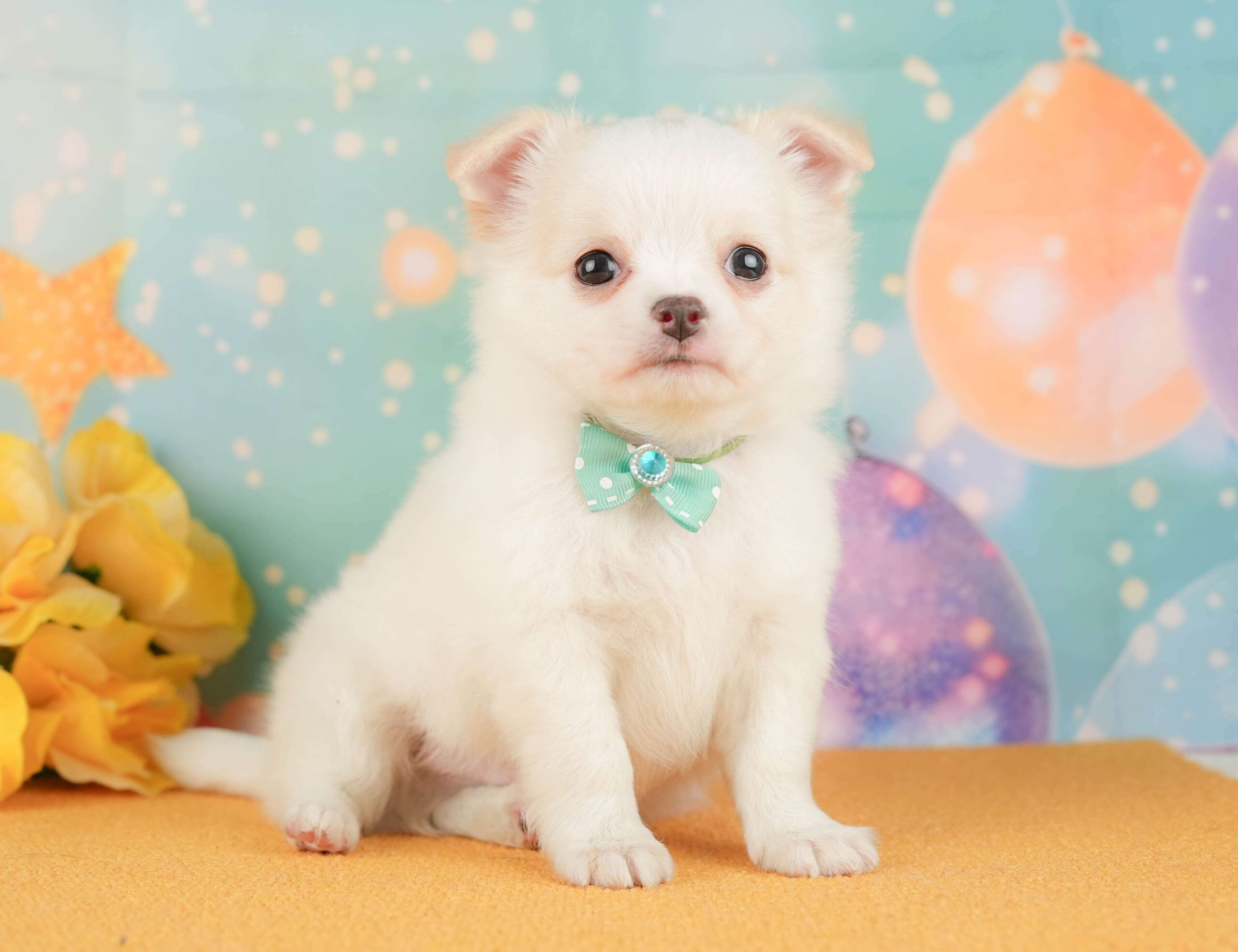 チワワ(ロング) | 男の子 | クリーム＆ホワイト | 2026年1月29日