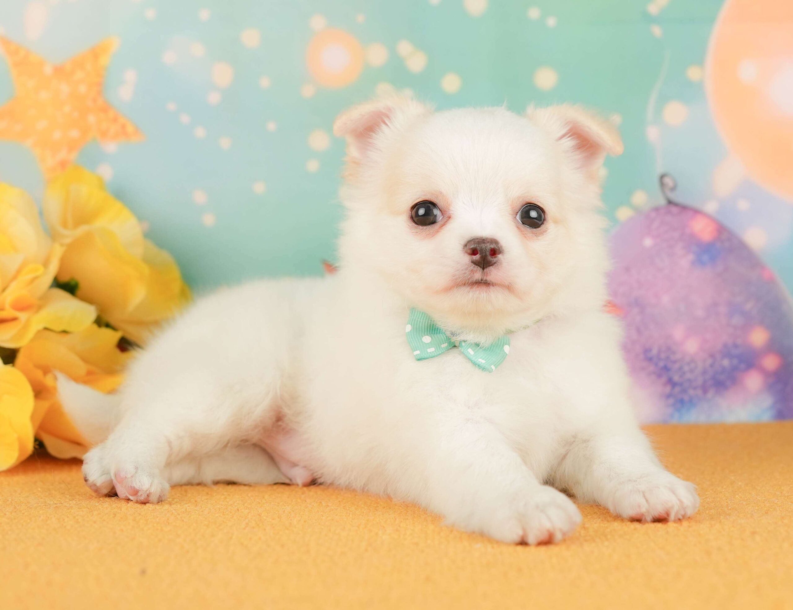 チワワ(ロング) | 男の子 | クリーム＆ホワイト | 2026年1月29日