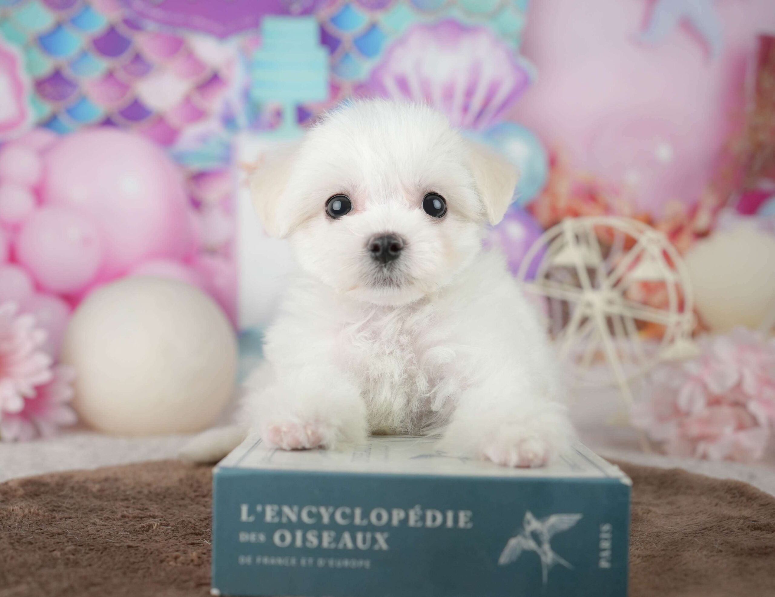 マルションプー | 女の子 | ホワイト | 2026年1月29日