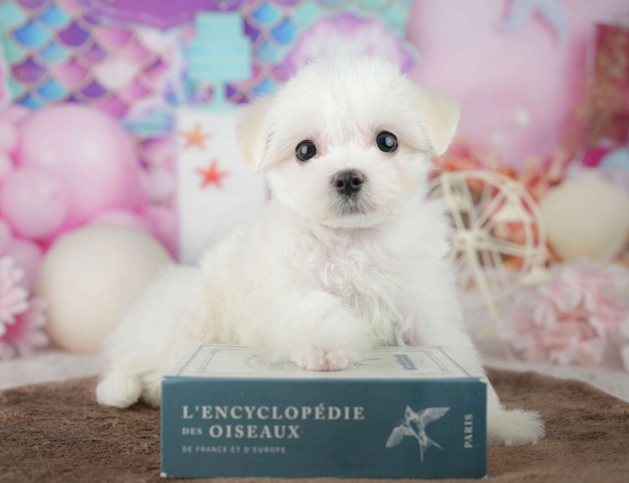 マルションプー | 女の子 | ホワイト | 2026年1月29日